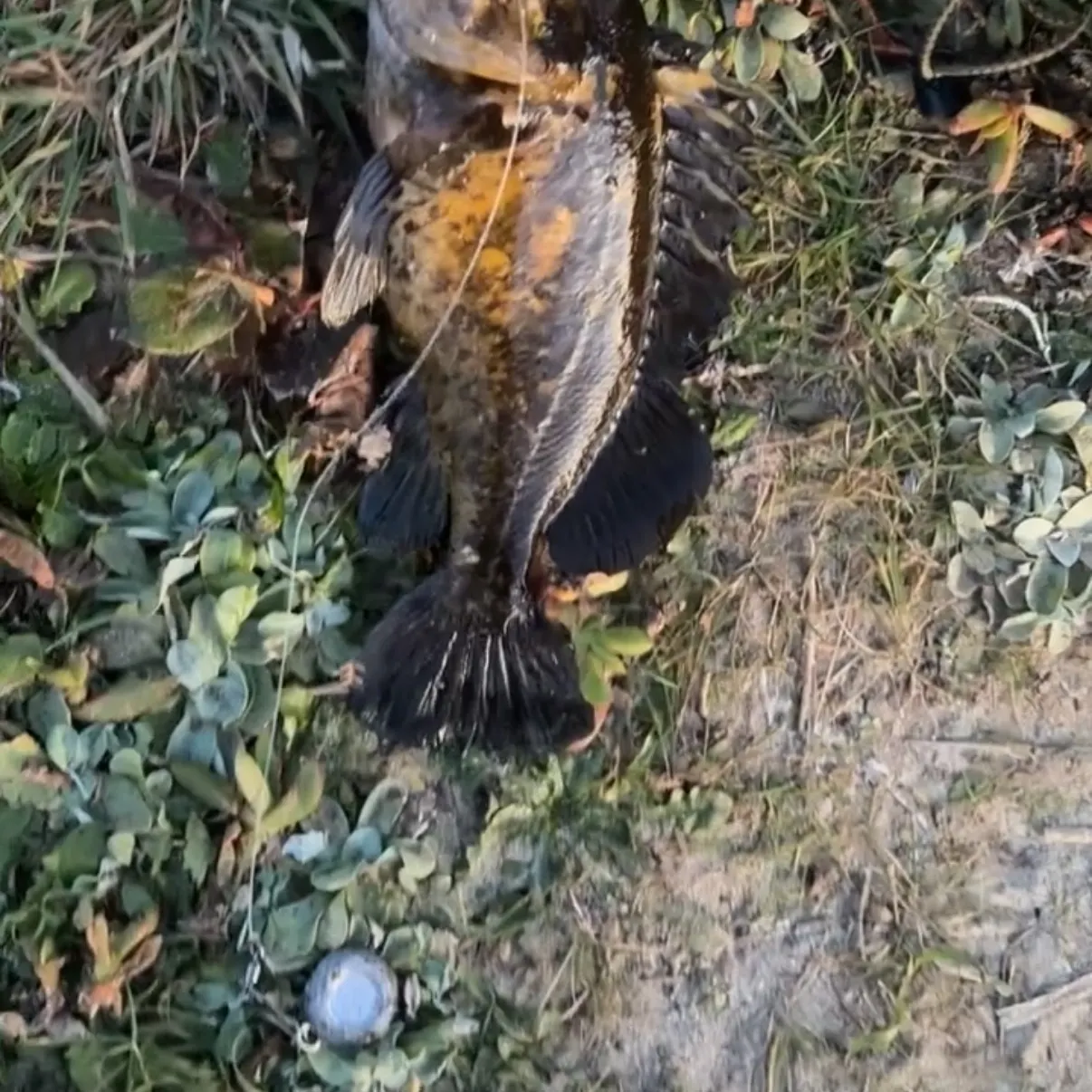 The most recent Black rockfish catches on Fishbrain