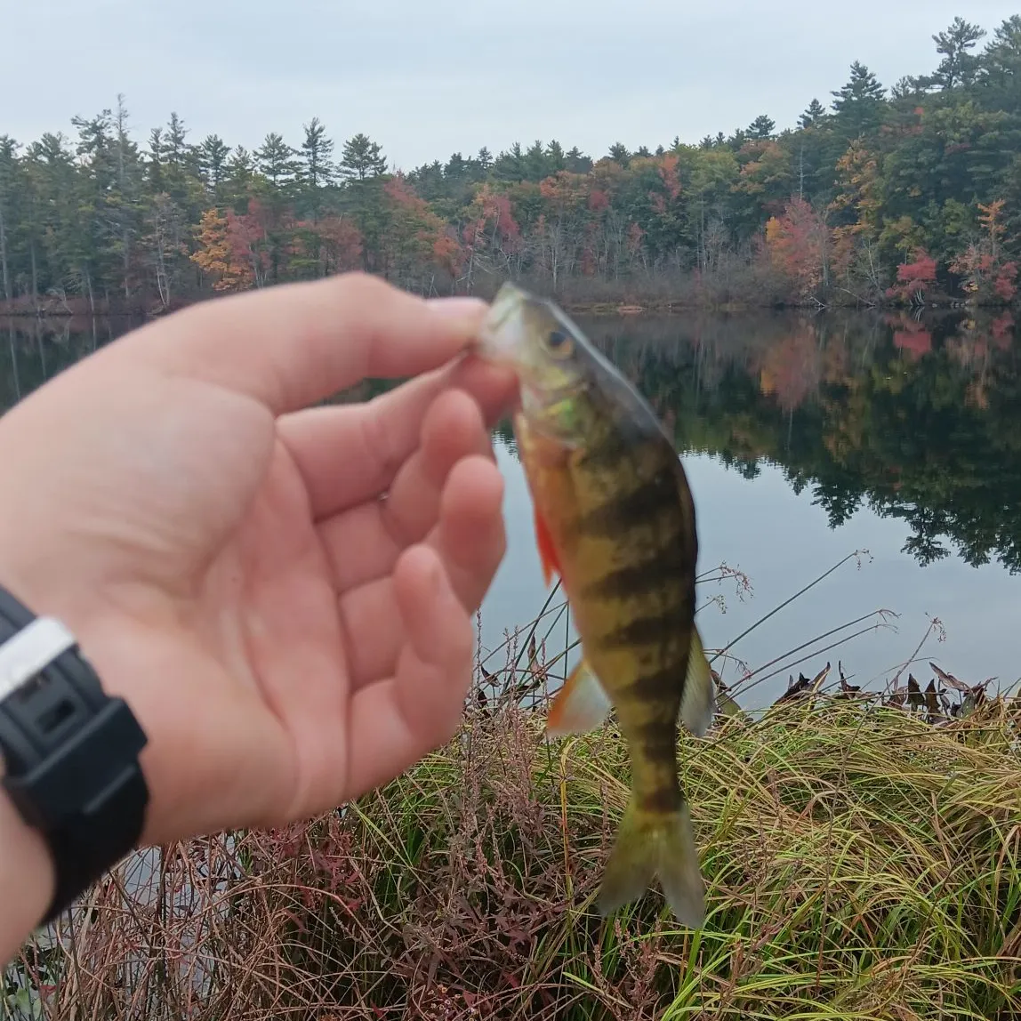 Yellow perch caught on Fishbrain