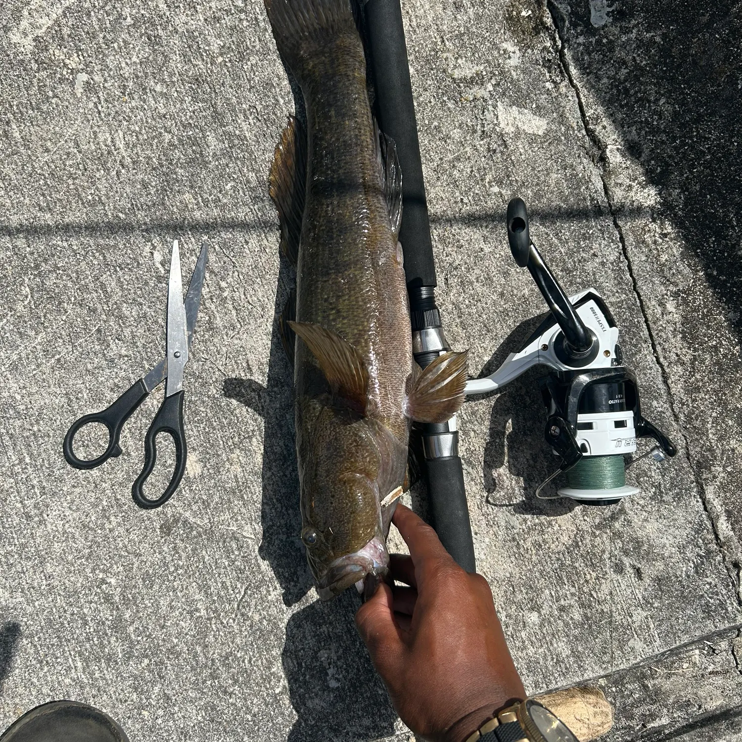 The most recent Gymnogobius opperiens catches on Fishbrain