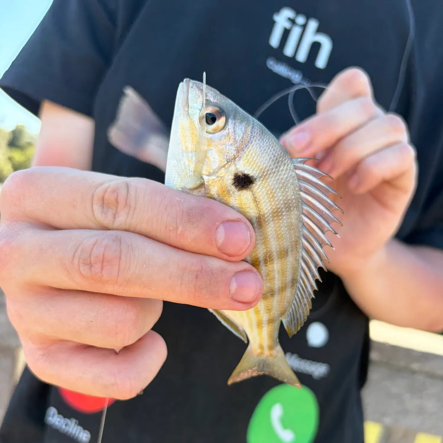 Pinfish caught on Fishbrain