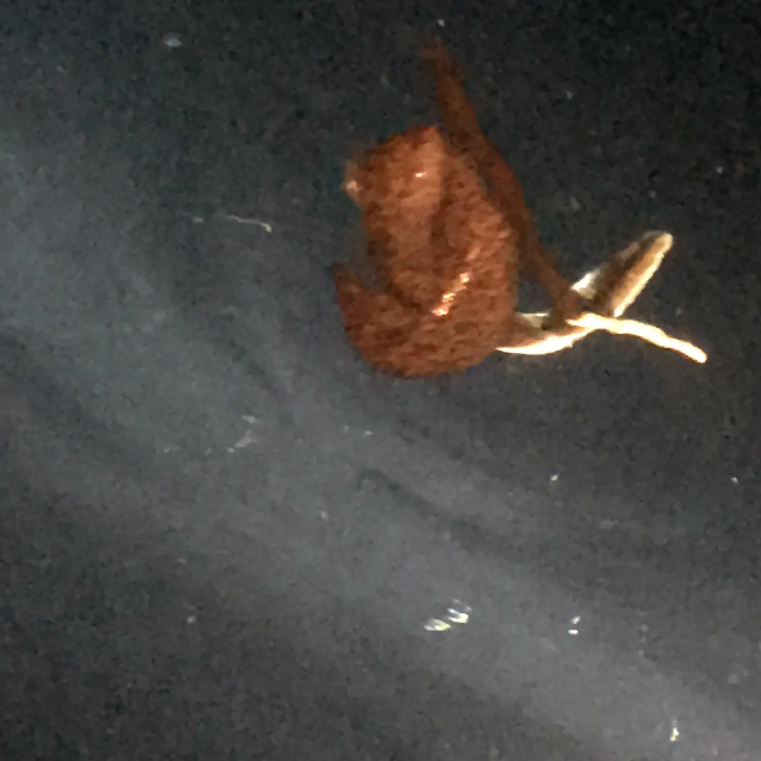 The most recent Leopard moray eel catches on Fishbrain