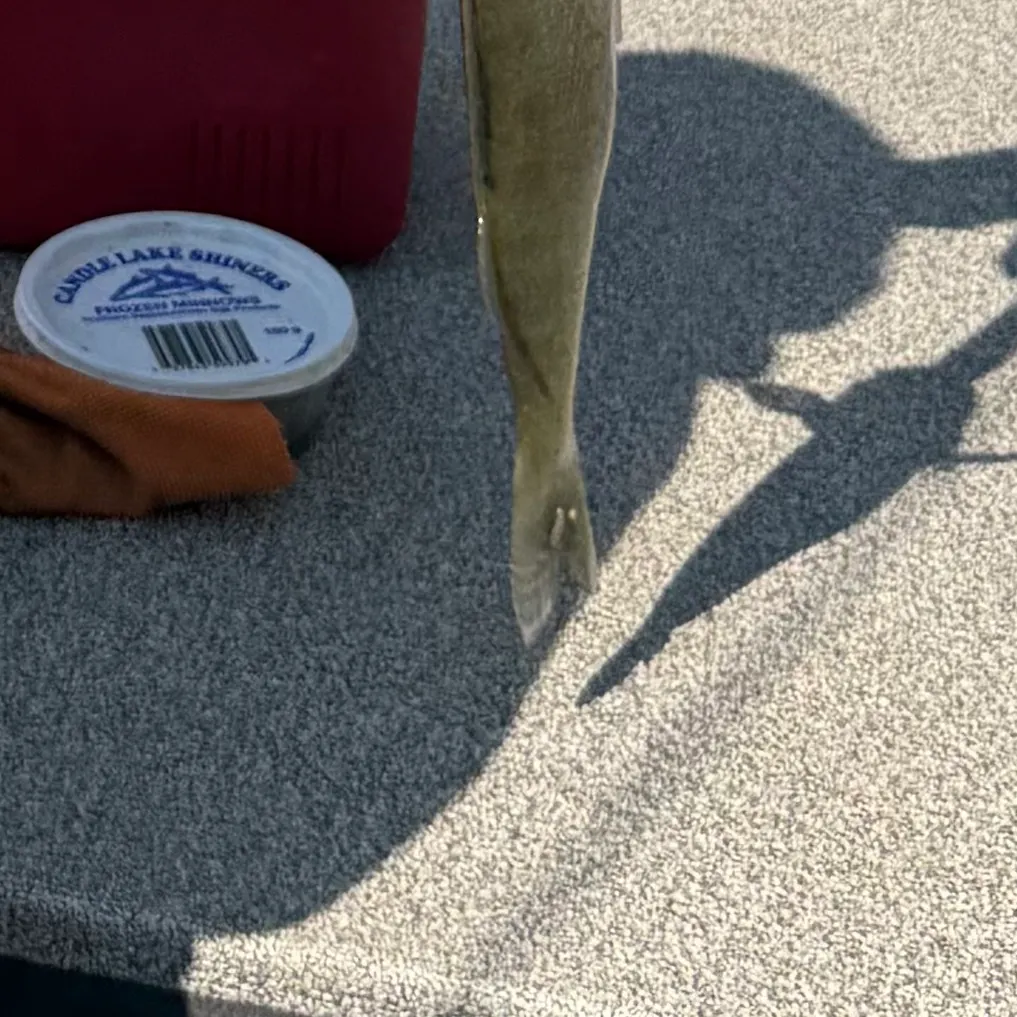 Sauger caught on Fishbrain