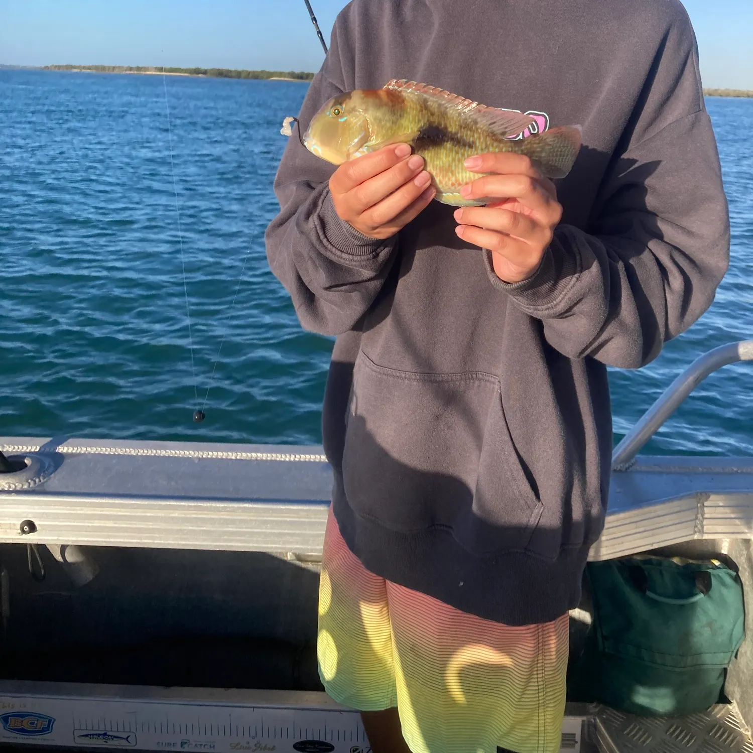 The most recent Purple tuskfish catches on Fishbrain