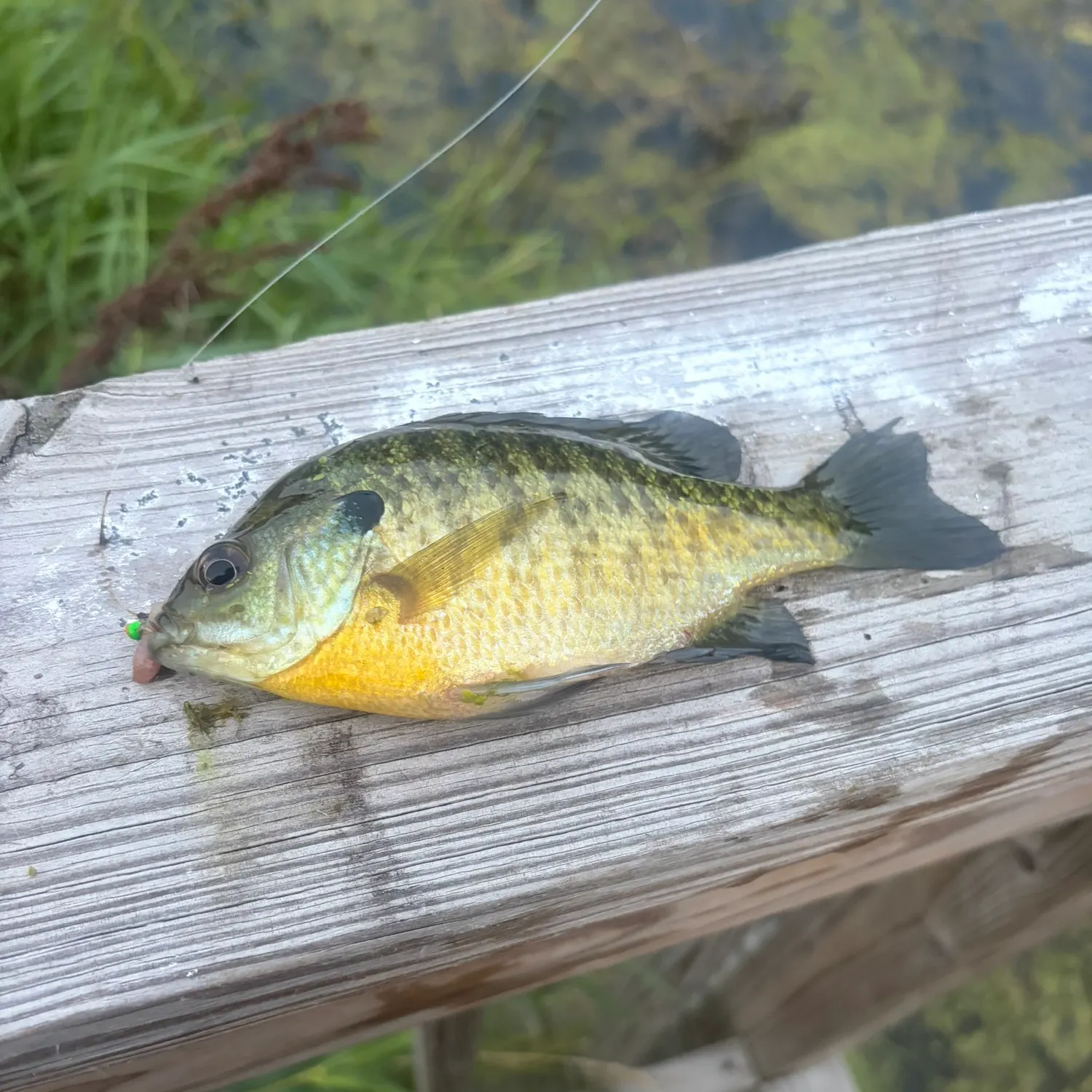 Bluegill caught on Fishbrain