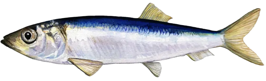 Pacific herring