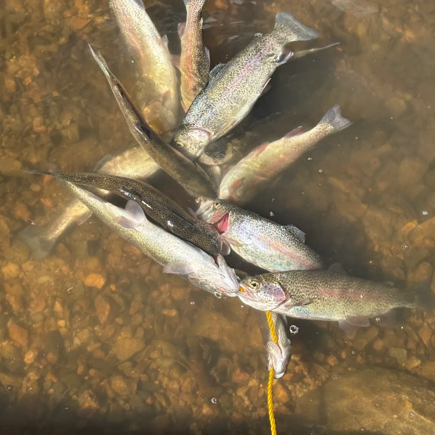 Rainbow trout caught on Fishbrain