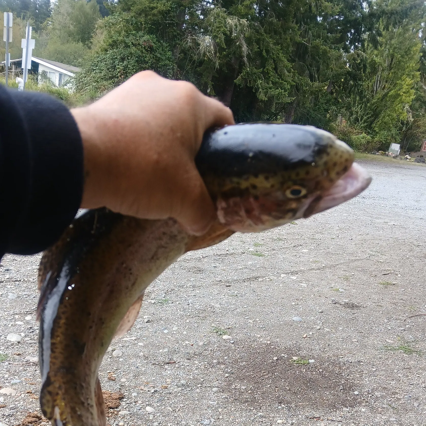 Rainbow trout caught on Fishbrain