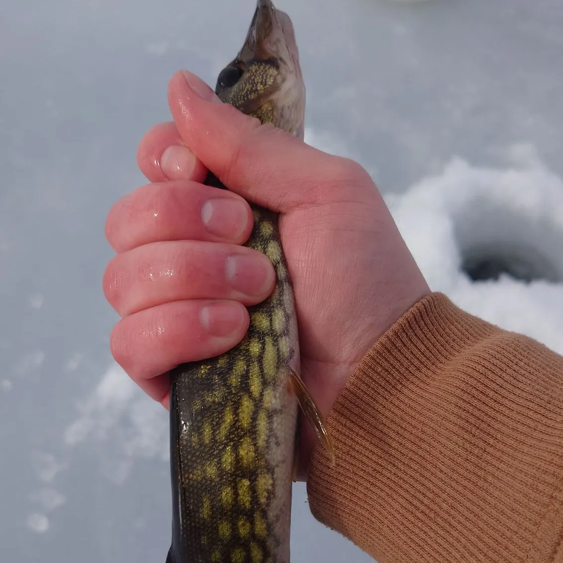 The most recent Chain pickerel catches on Fishbrain