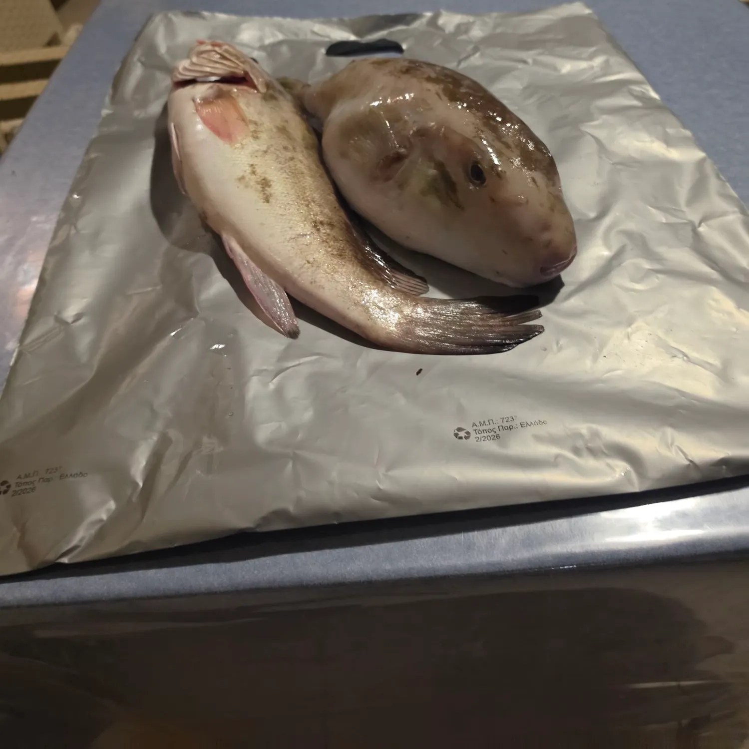 The most recent Silver-cheeked toadfish catches on Fishbrain