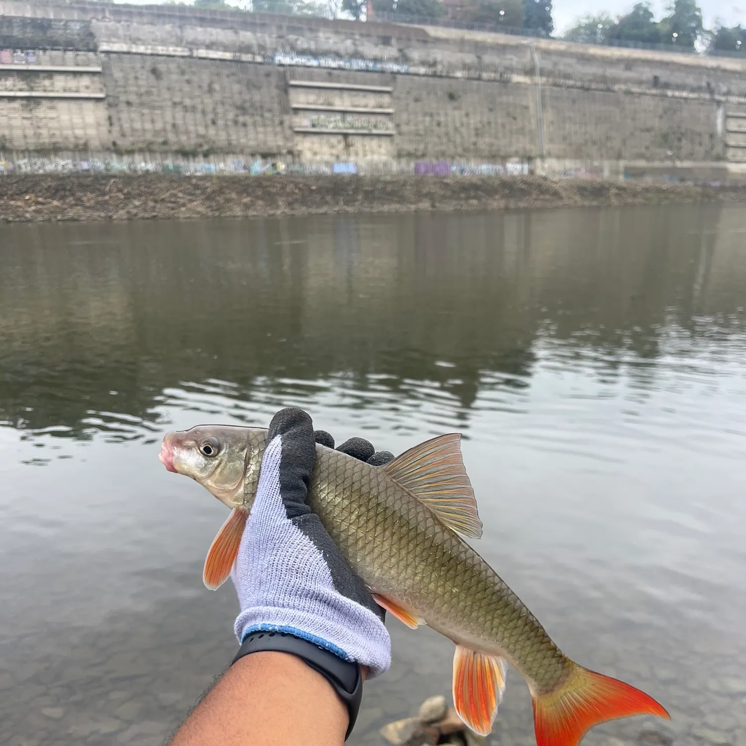 Shorthead redhorse caught on Fishbrain