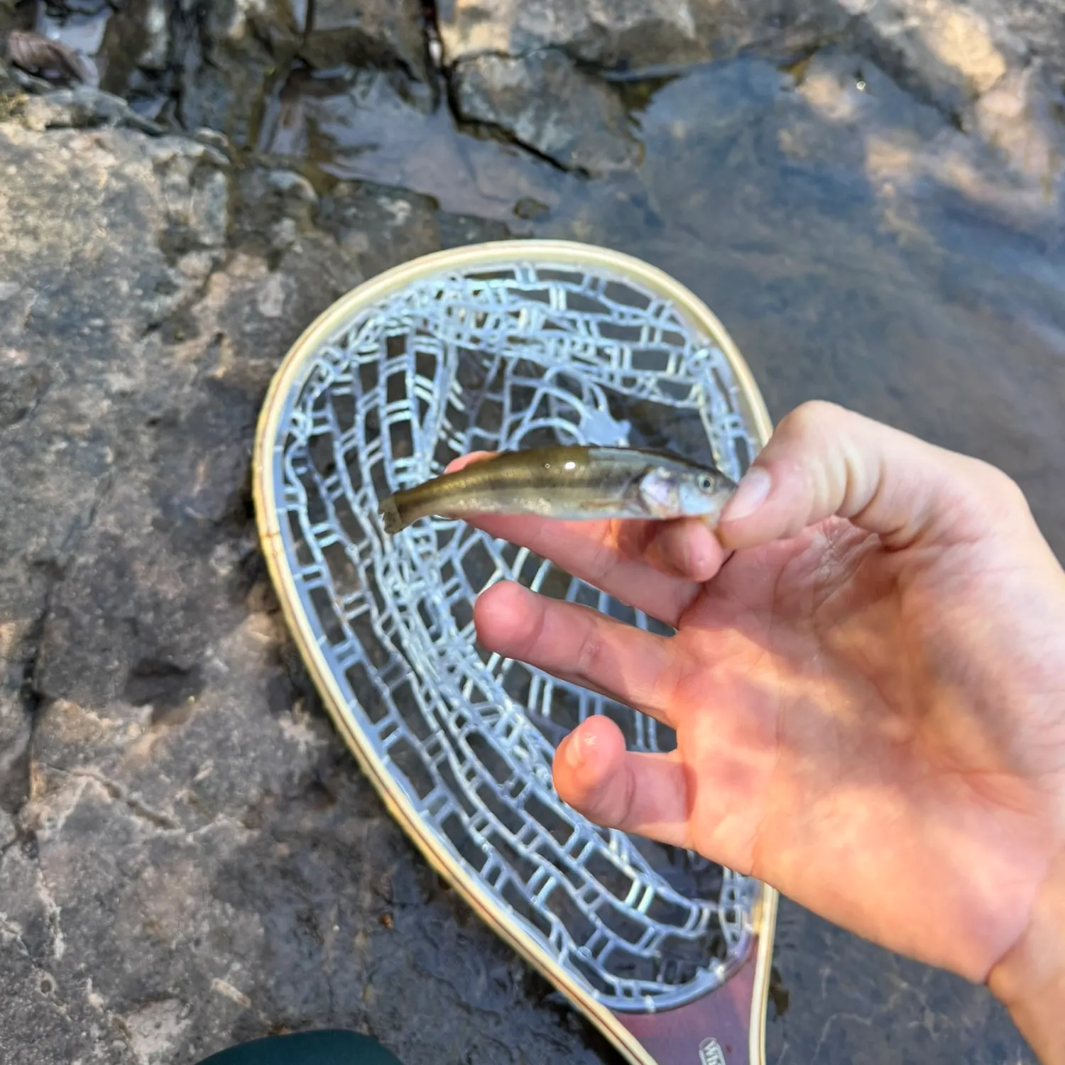 Creek chub caught on Fishbrain