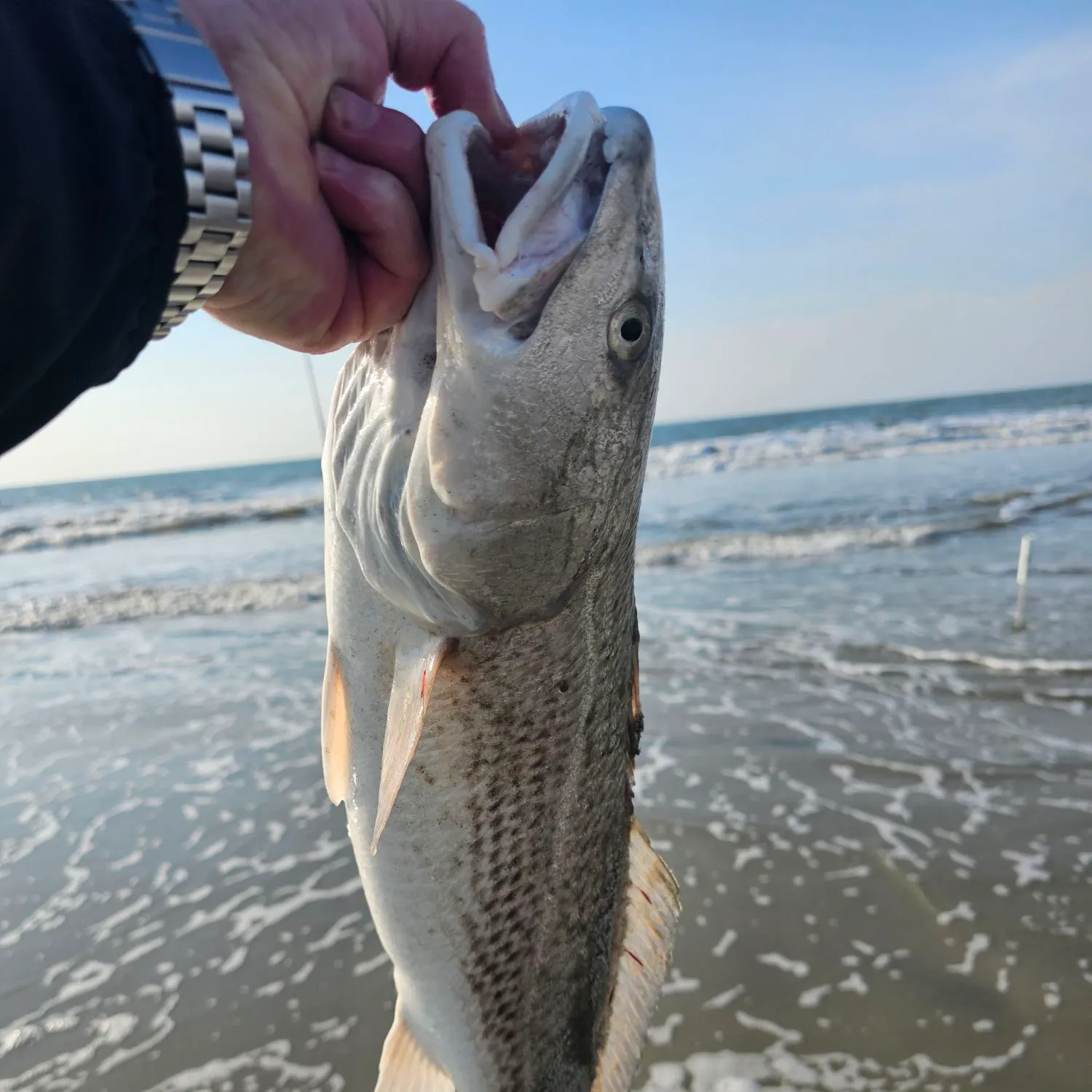 The most recent Red drum catches on Fishbrain