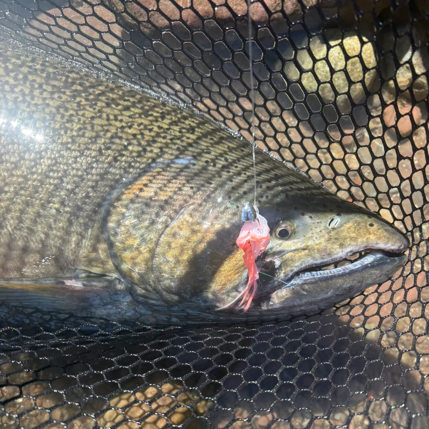Chinook salmon caught on Fishbrain