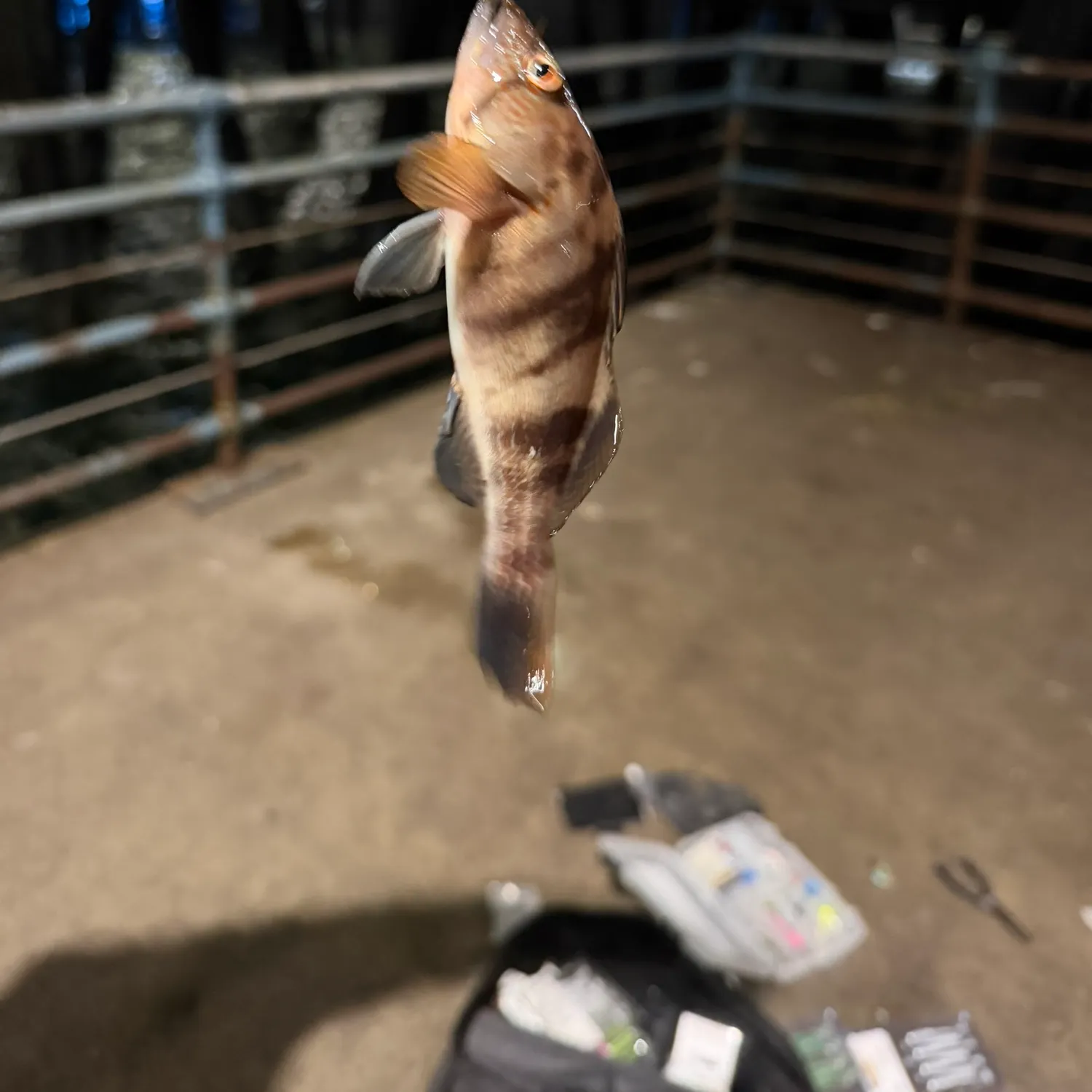 The most recent Barred sand bass catches on Fishbrain
