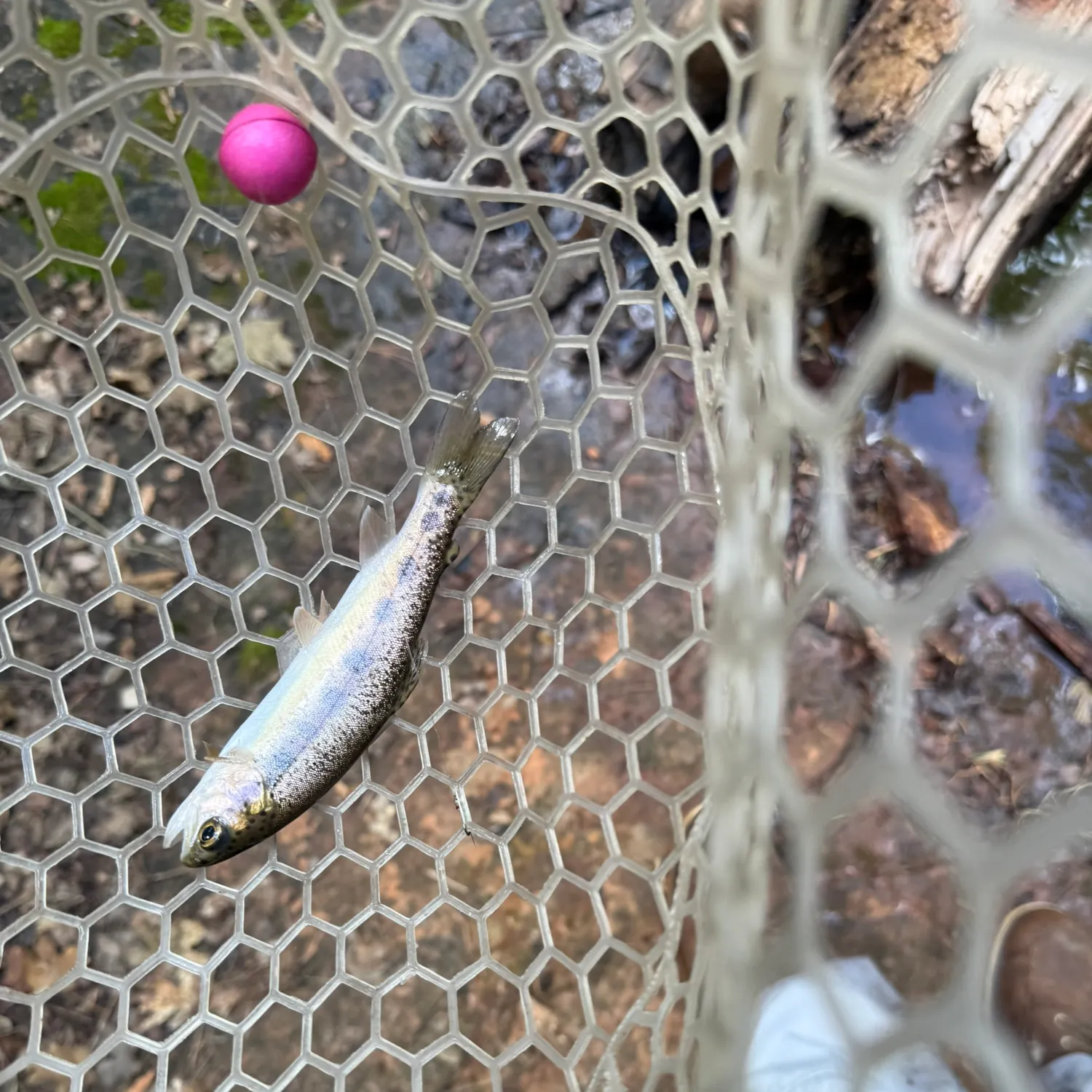 Rainbow trout caught on Fishbrain