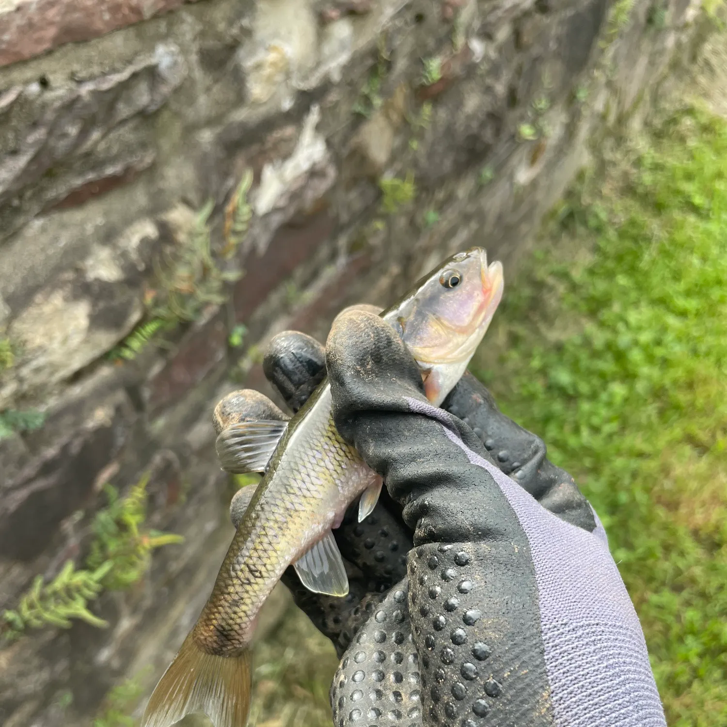 Creek chub caught on Fishbrain