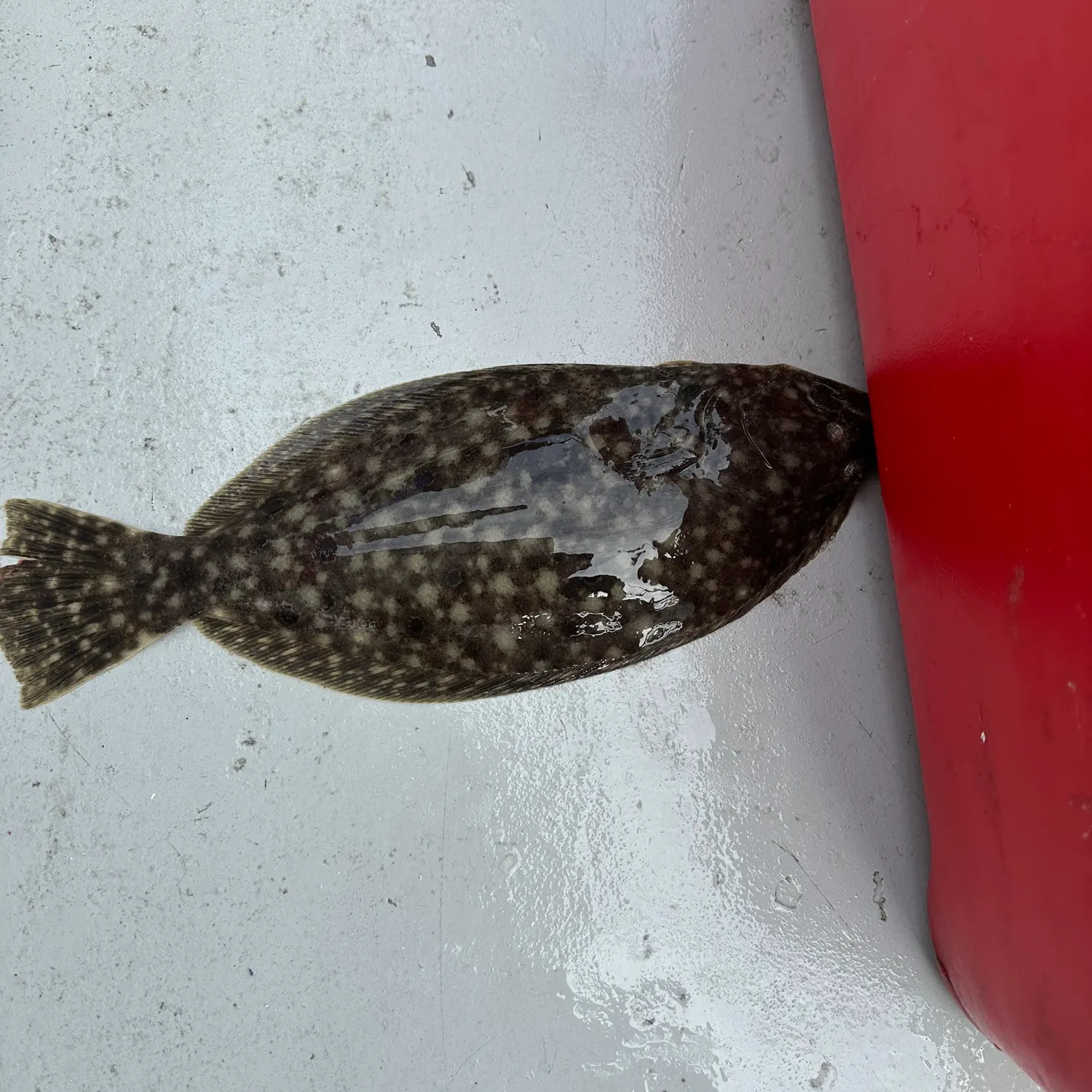 Summer flounder caught on Fishbrain