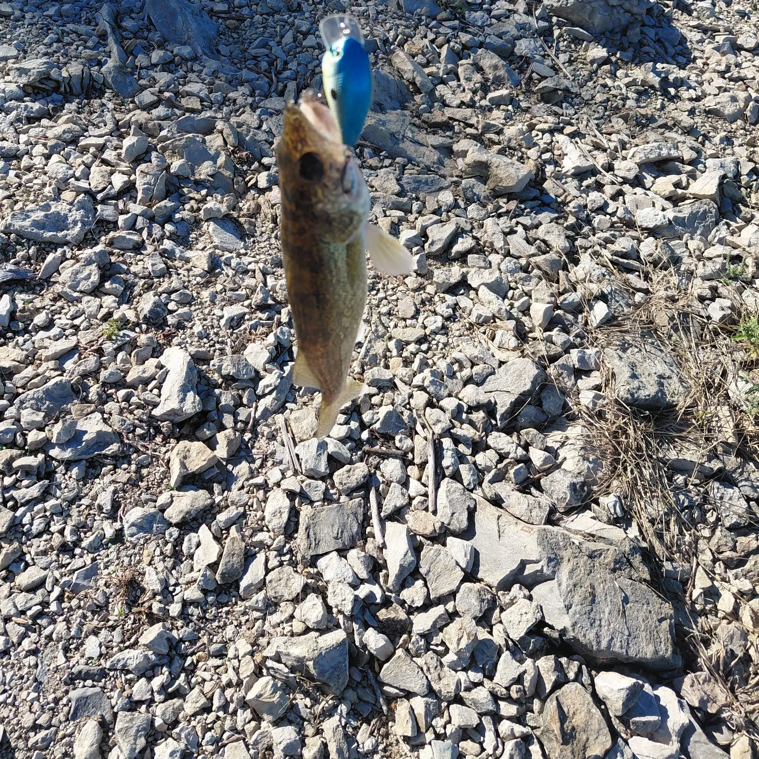 Walleye caught on Fishbrain