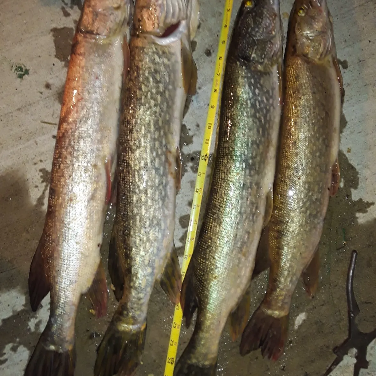 recently logged catches