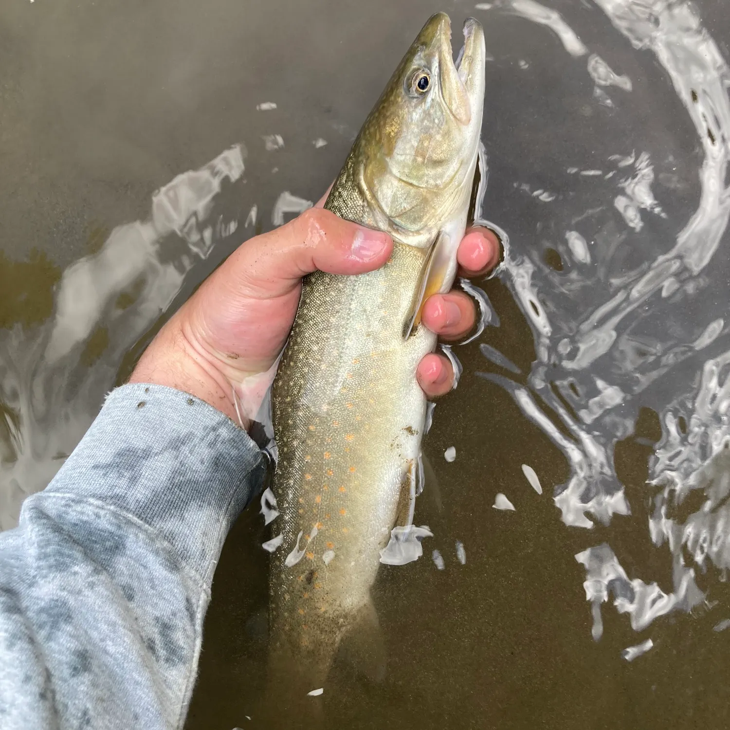 The most recent Bull trout catches on Fishbrain
