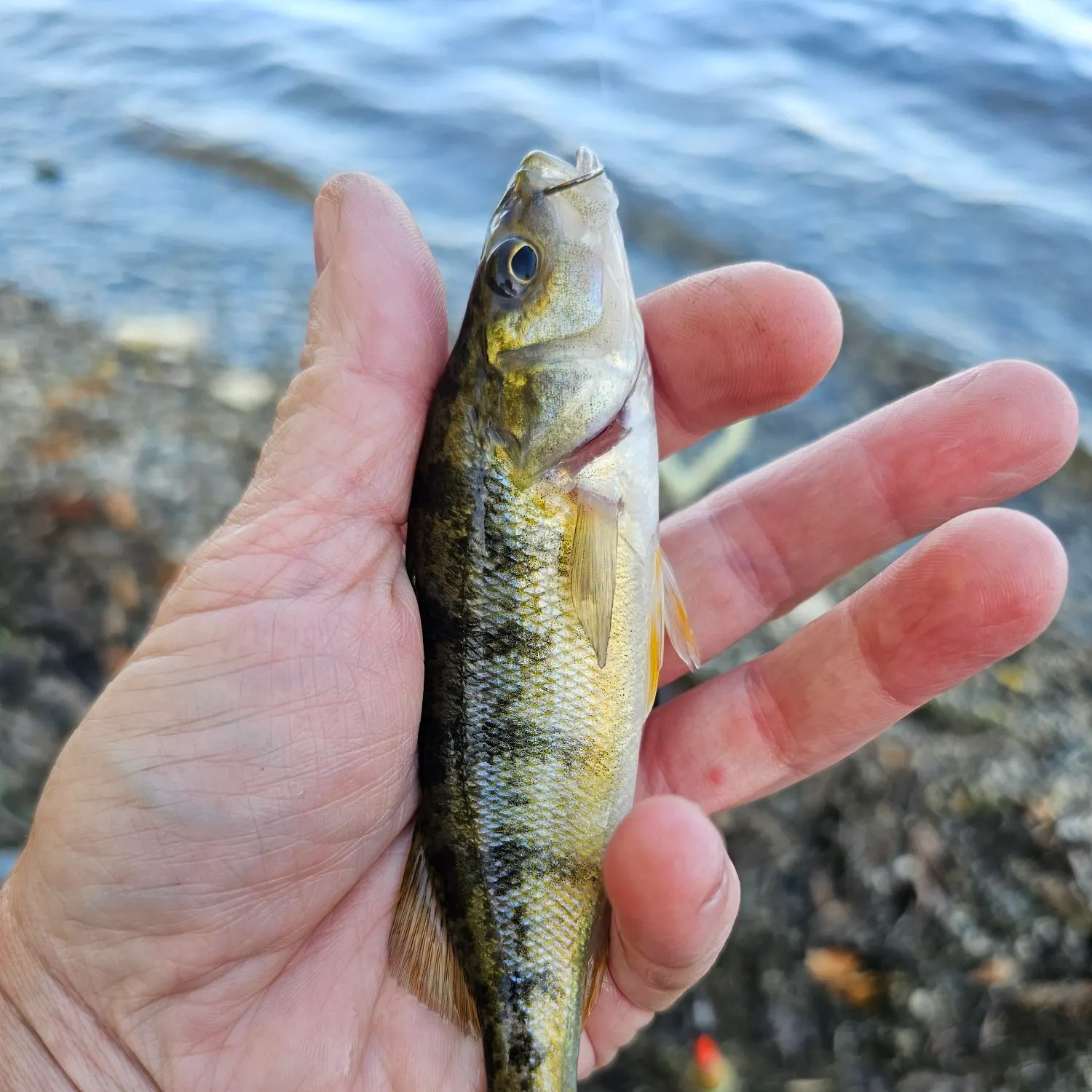 Yellow perch caught on Fishbrain