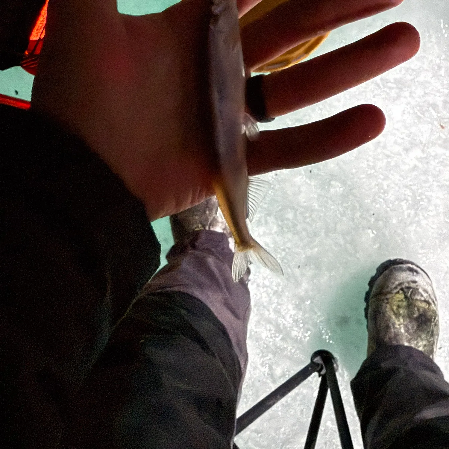 The most recent Atlantic rainbow smelt catches on Fishbrain