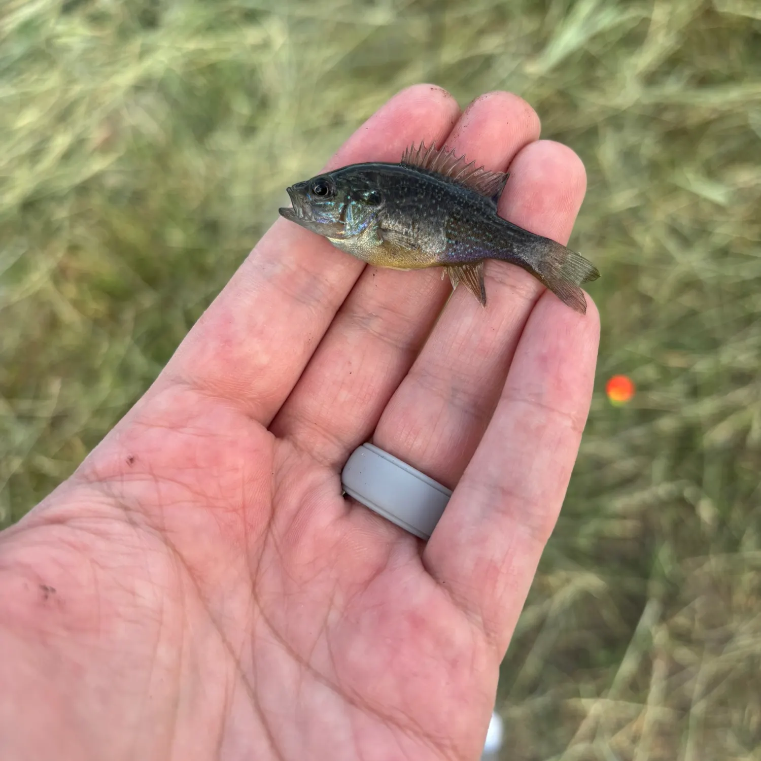 Green sunfish caught on Fishbrain
