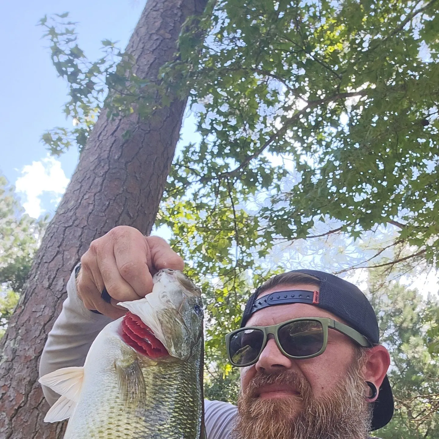 Spotted bass caught on Fishbrain