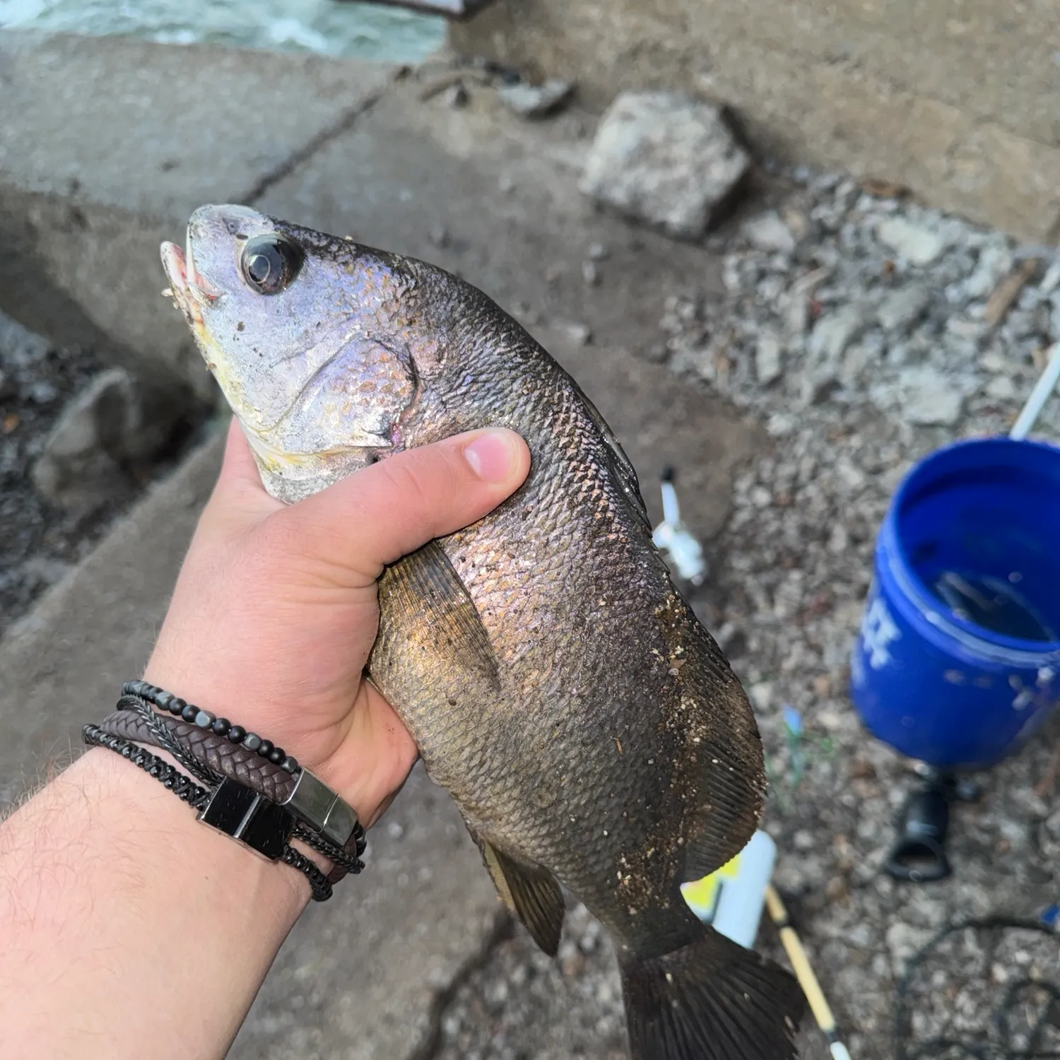 Freshwater drum caught on Fishbrain