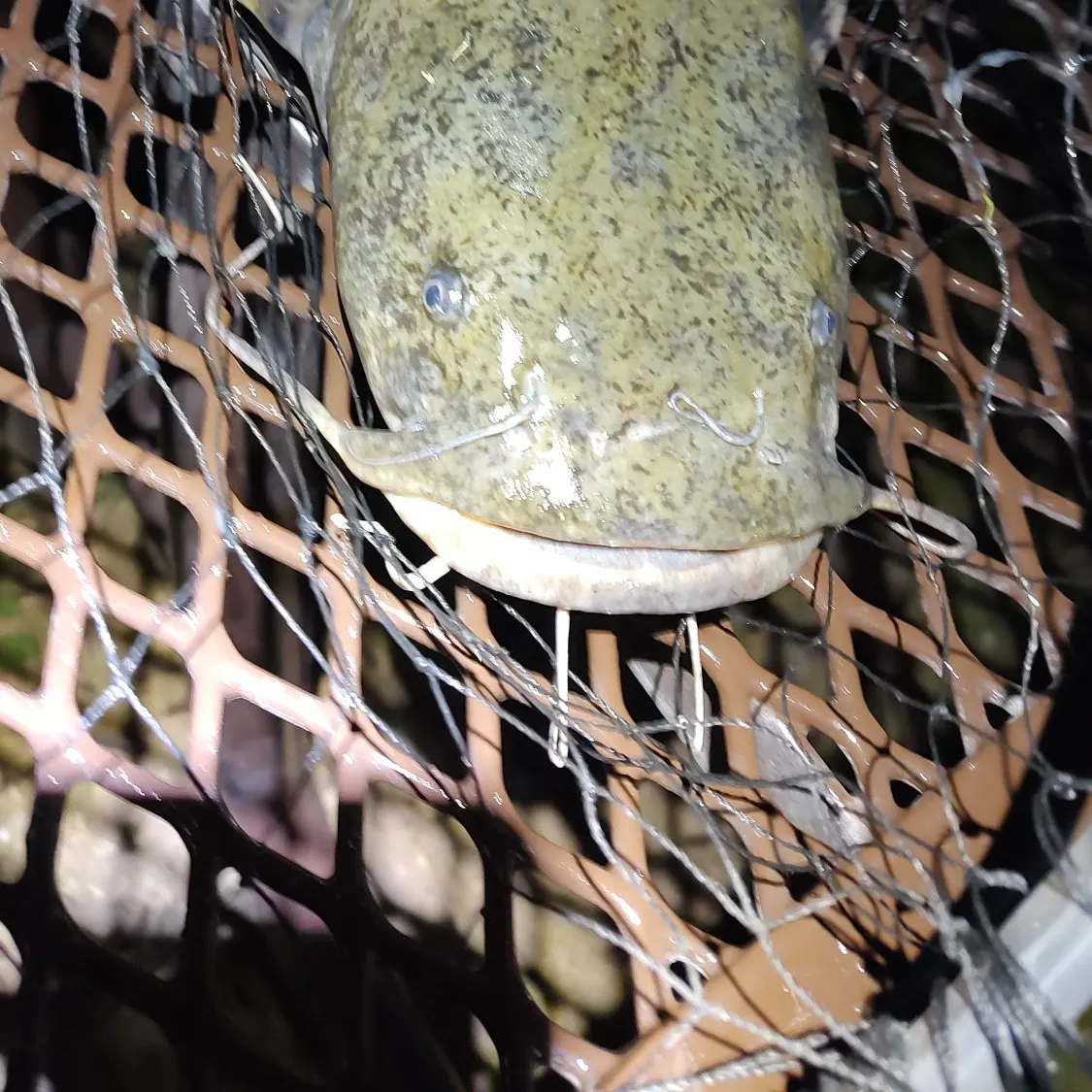 The most recent Flathead catfish catches on Fishbrain