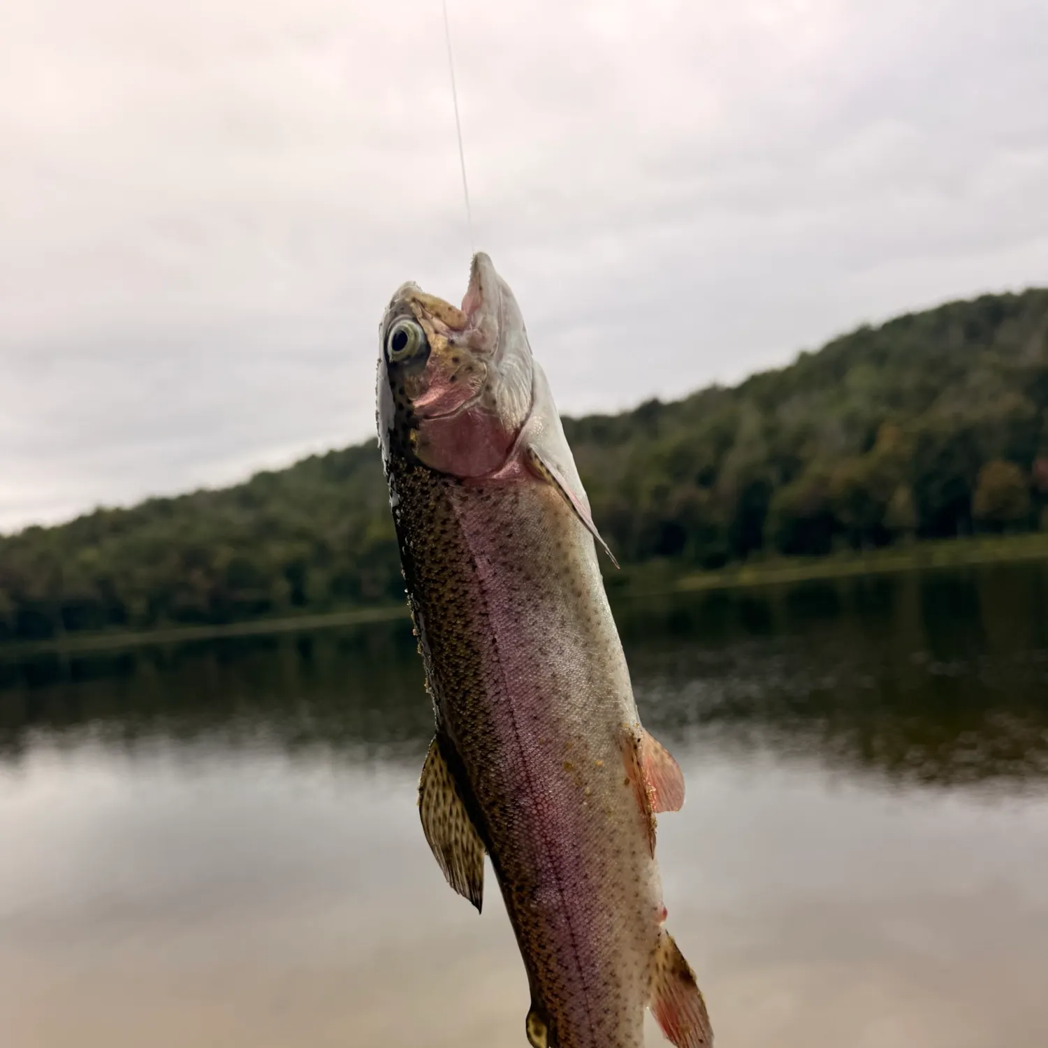 Rainbow trout caught on Fishbrain