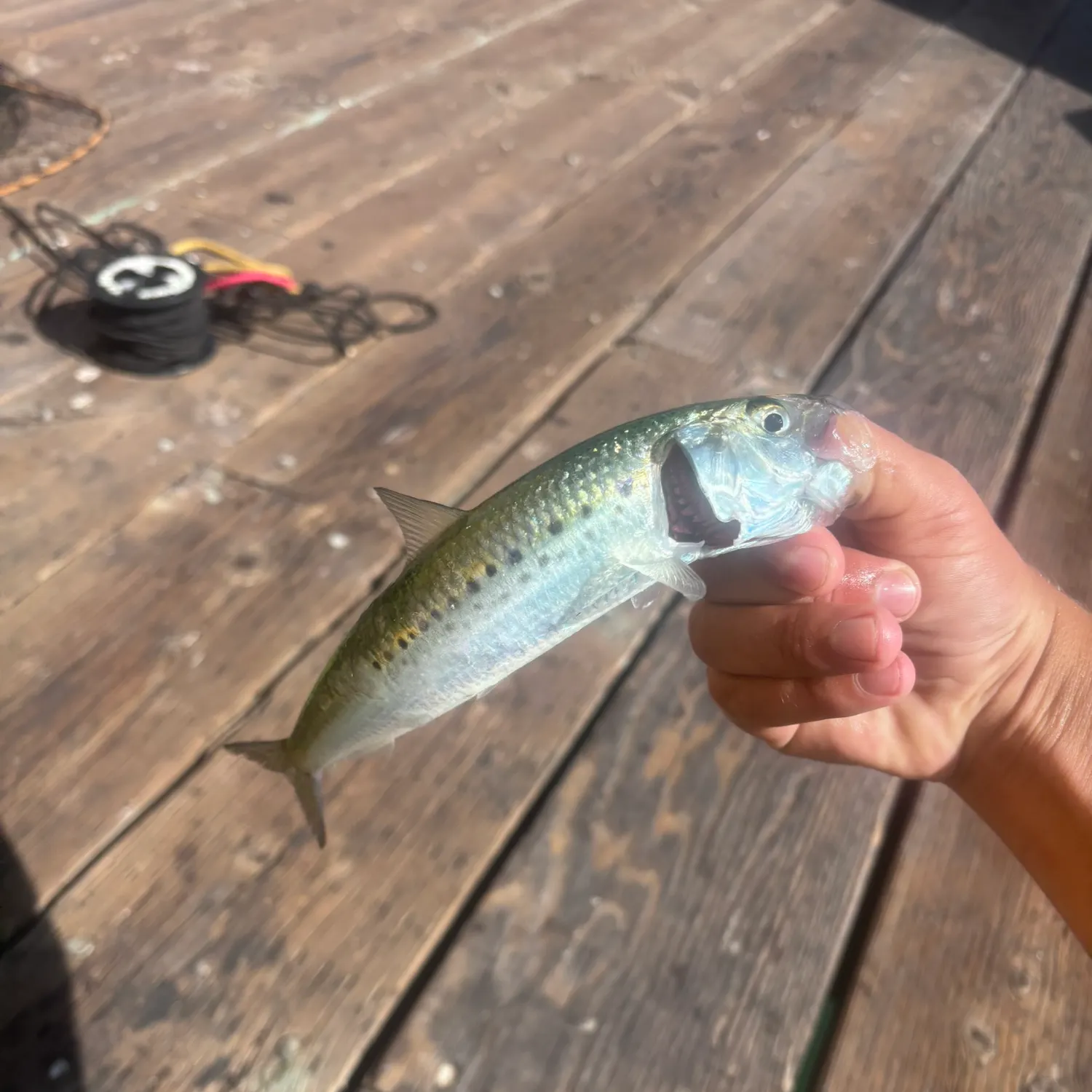 The most recent Pacific sardine catches on Fishbrain