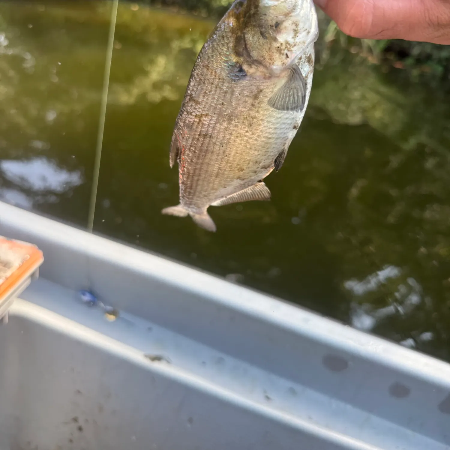 American gizzard shad caught on Fishbrain