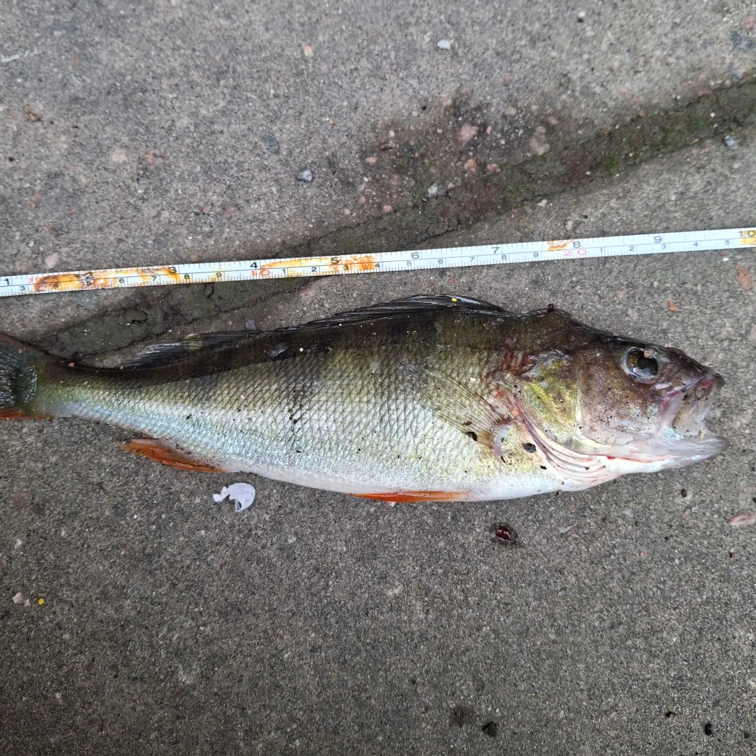 European perch caught on Fishbrain