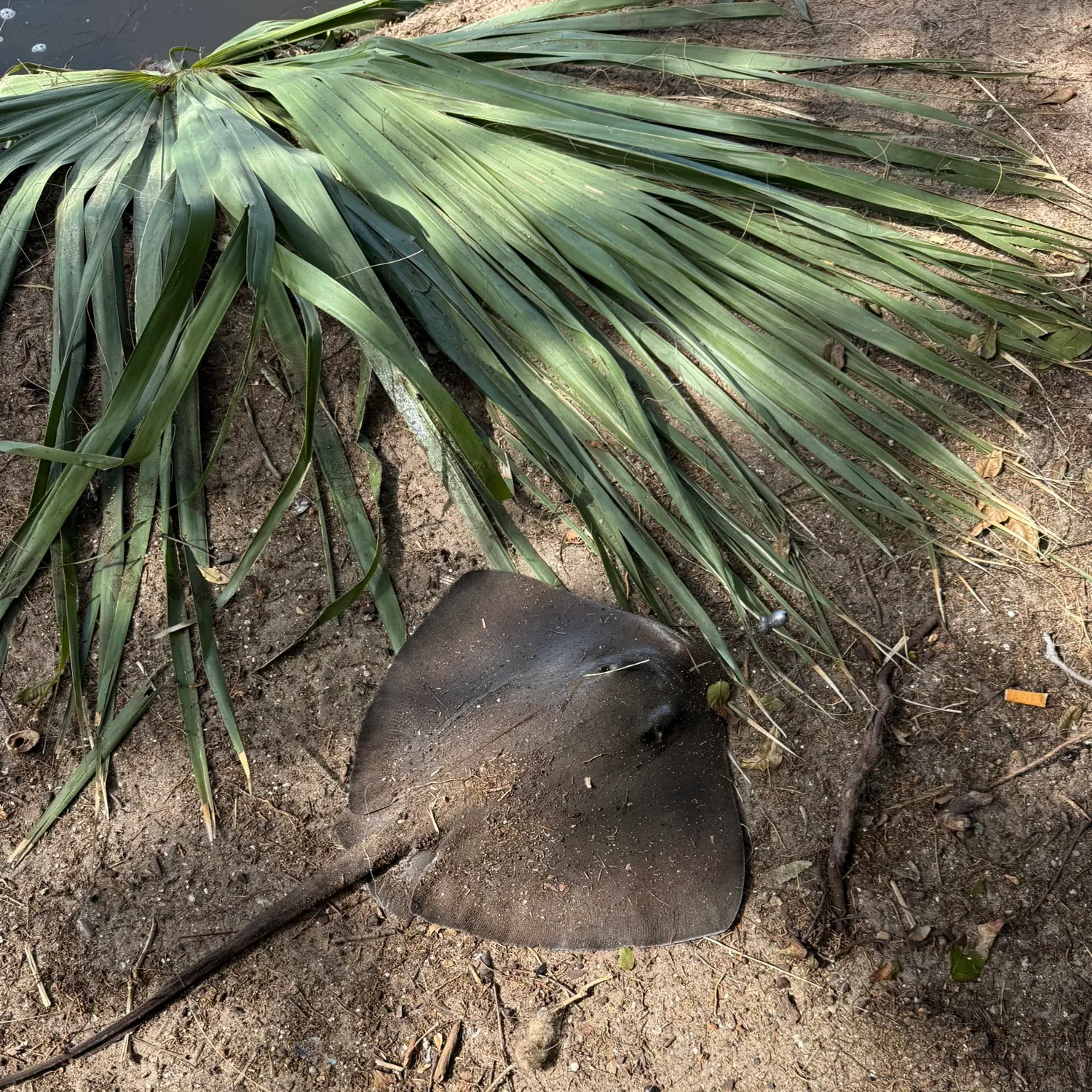 The most recent Southern stingray catches on Fishbrain