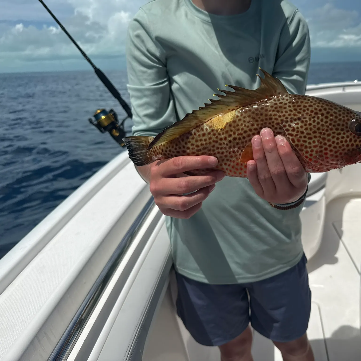 The most recent Greasy grouper catches on Fishbrain