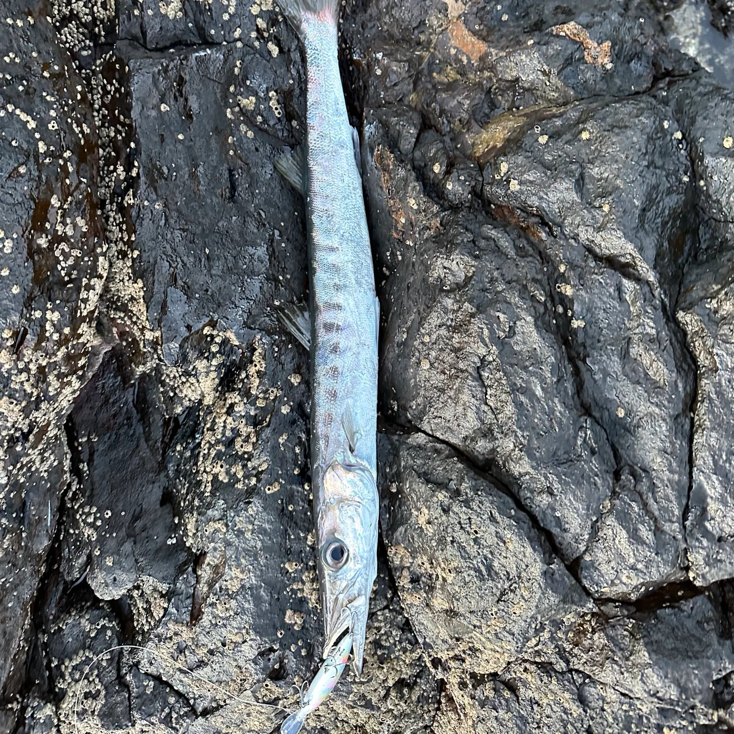 The most recent Great barracuda catches on Fishbrain