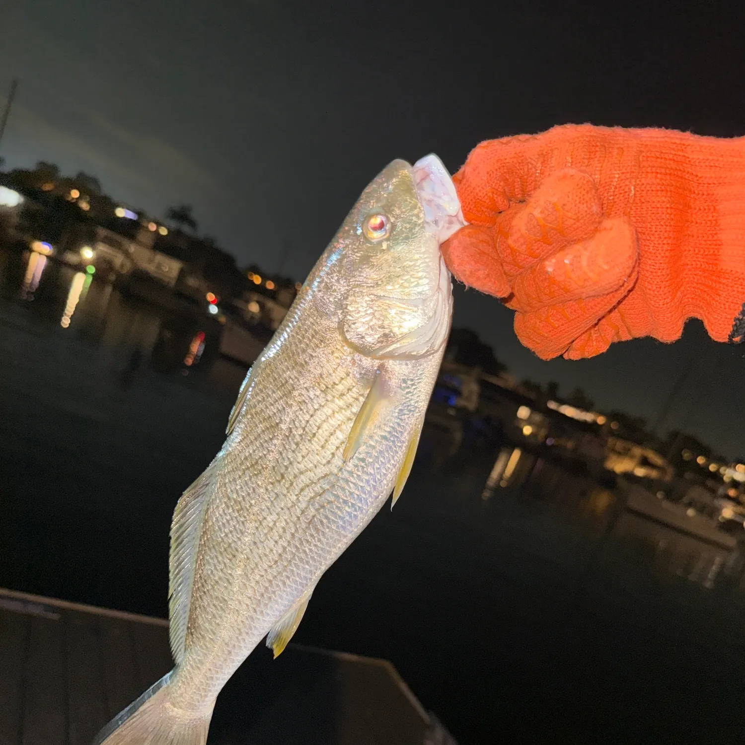 Yellowfin croaker caught on Fishbrain