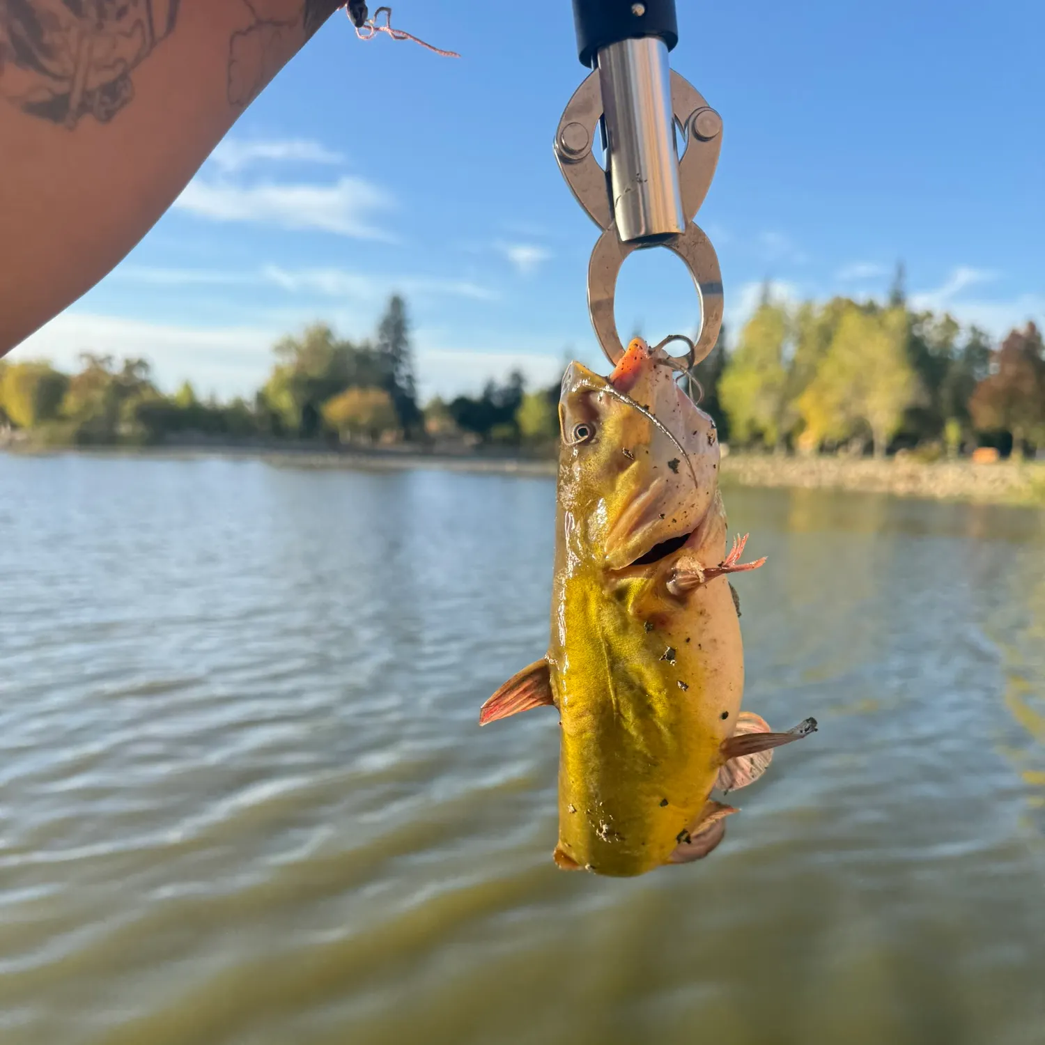 Yellow bullhead caught on Fishbrain