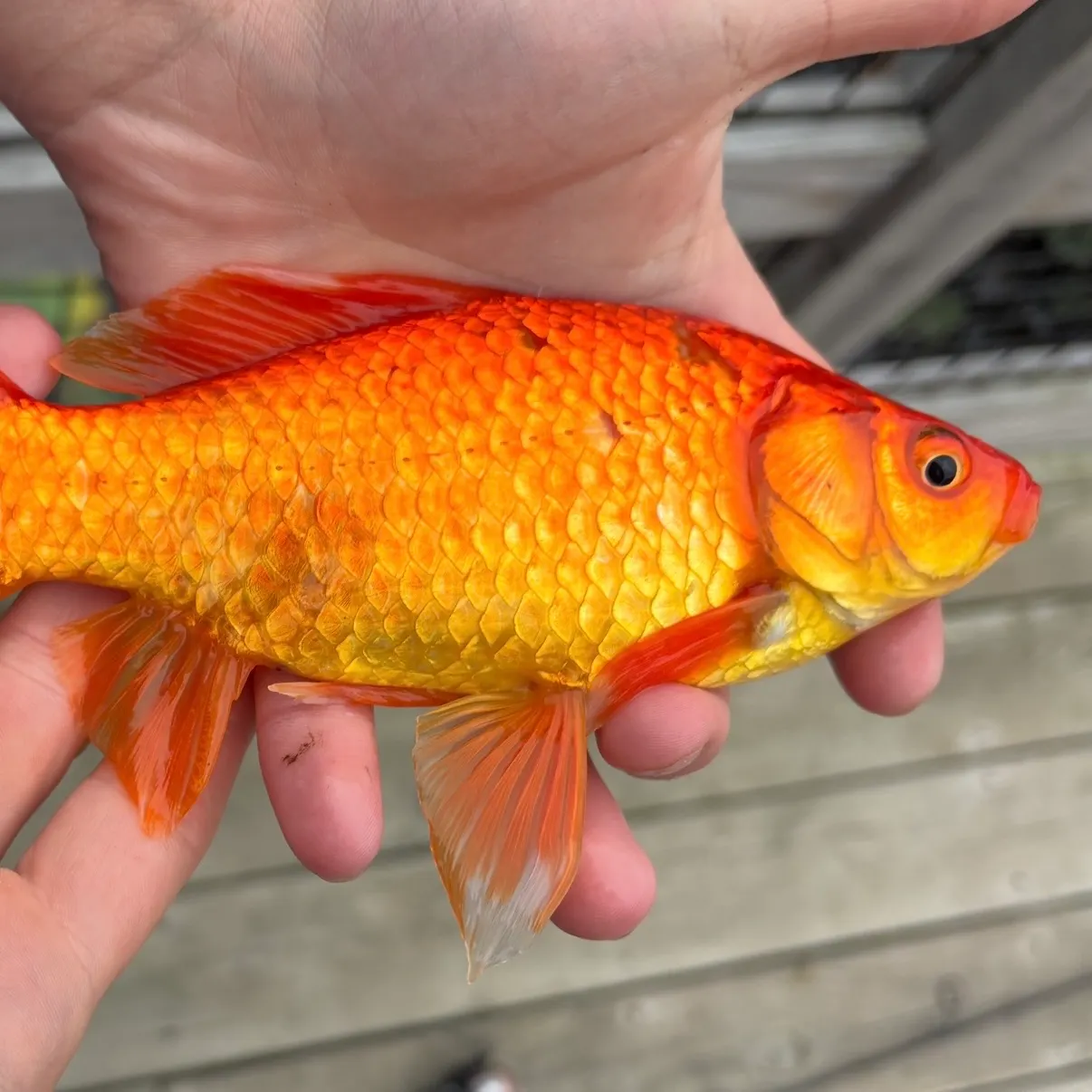 Goldfish caught on Fishbrain