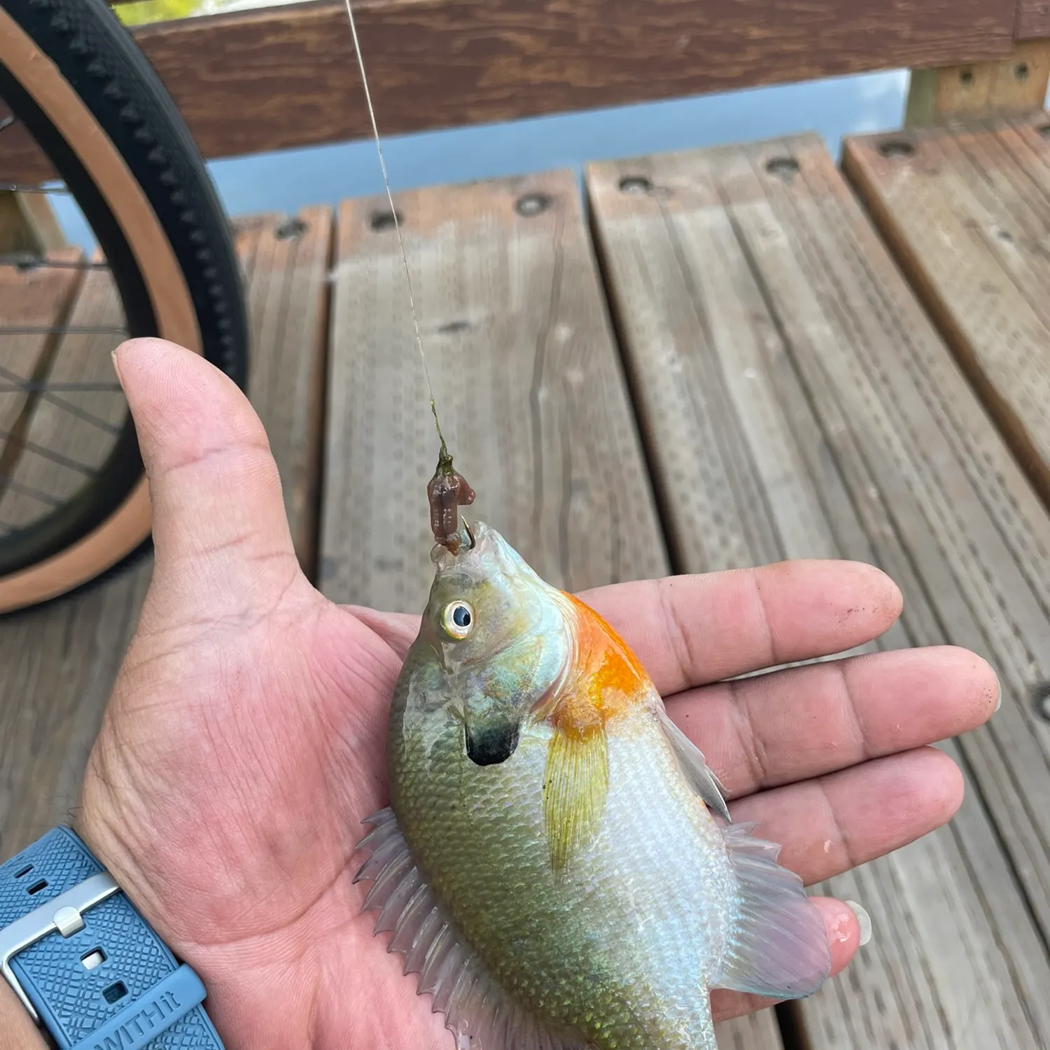Bluegill caught on Fishbrain