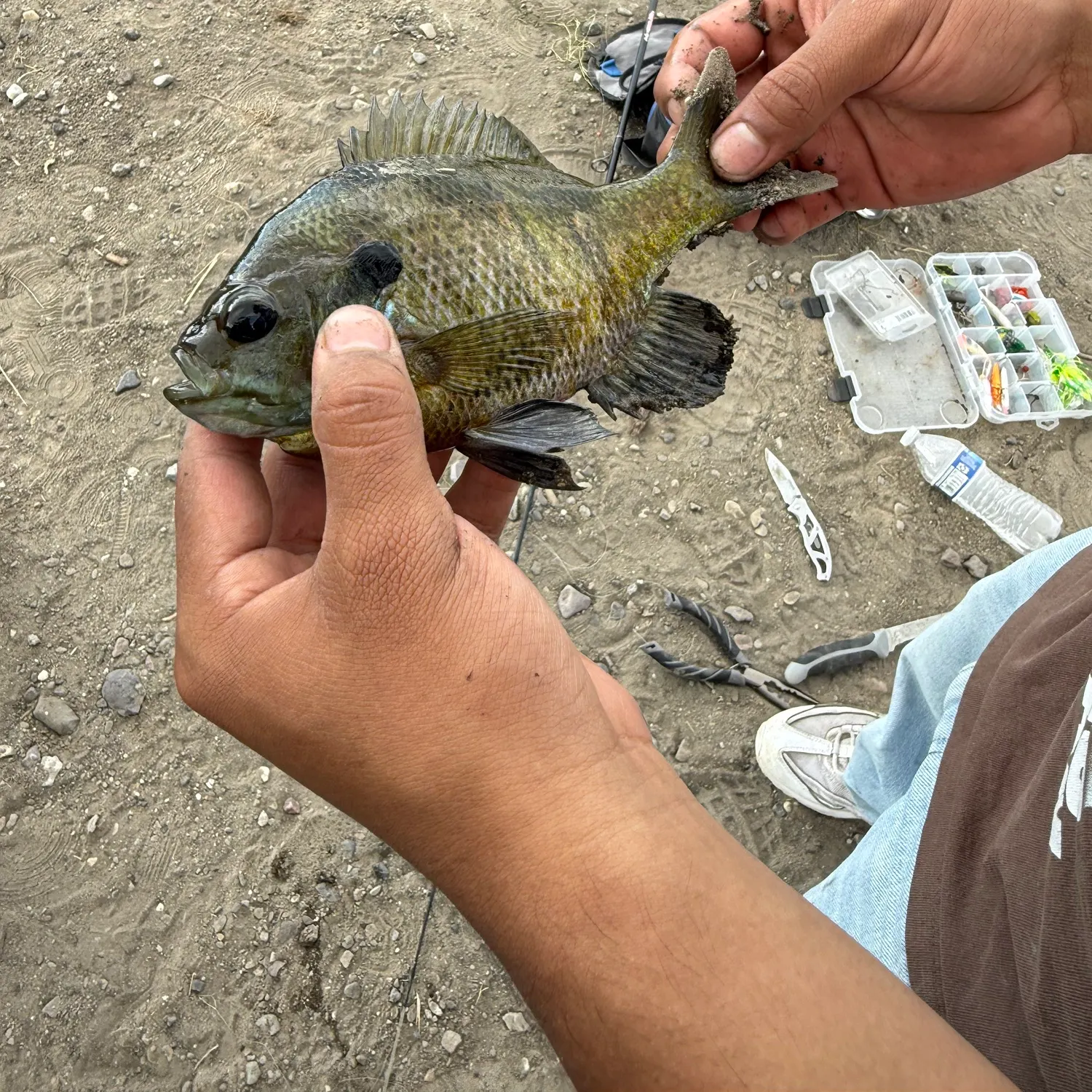 The most recent Bluegill catches on Fishbrain