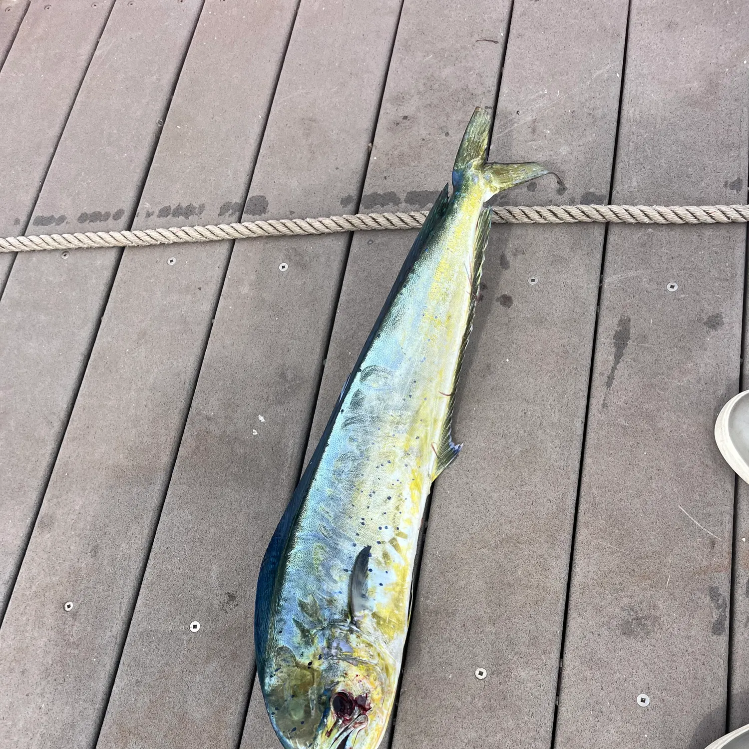 The most recent Common dolphinfish catches on Fishbrain