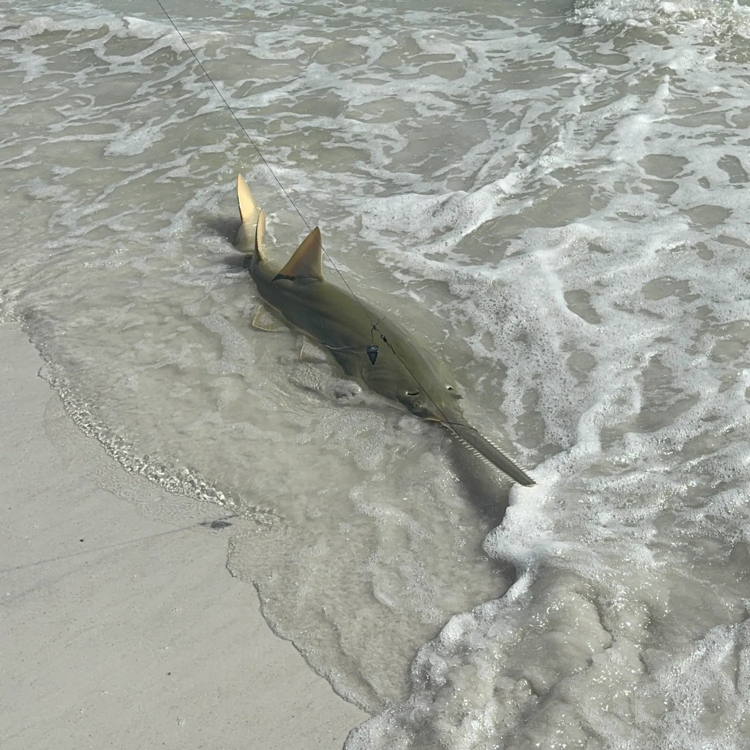 The most recent Smalltooth sawfish catches on Fishbrain