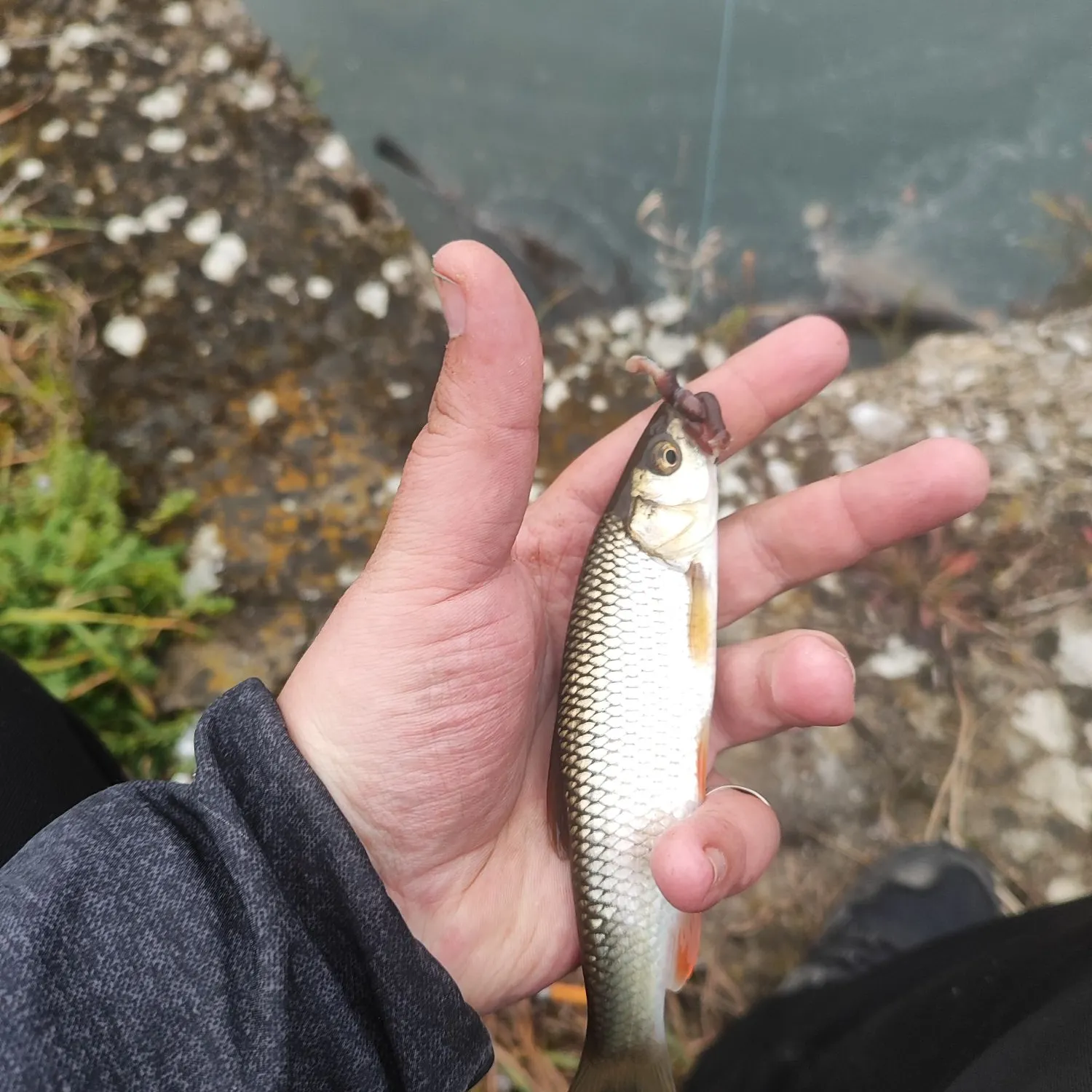 The most recent European chub catches on Fishbrain