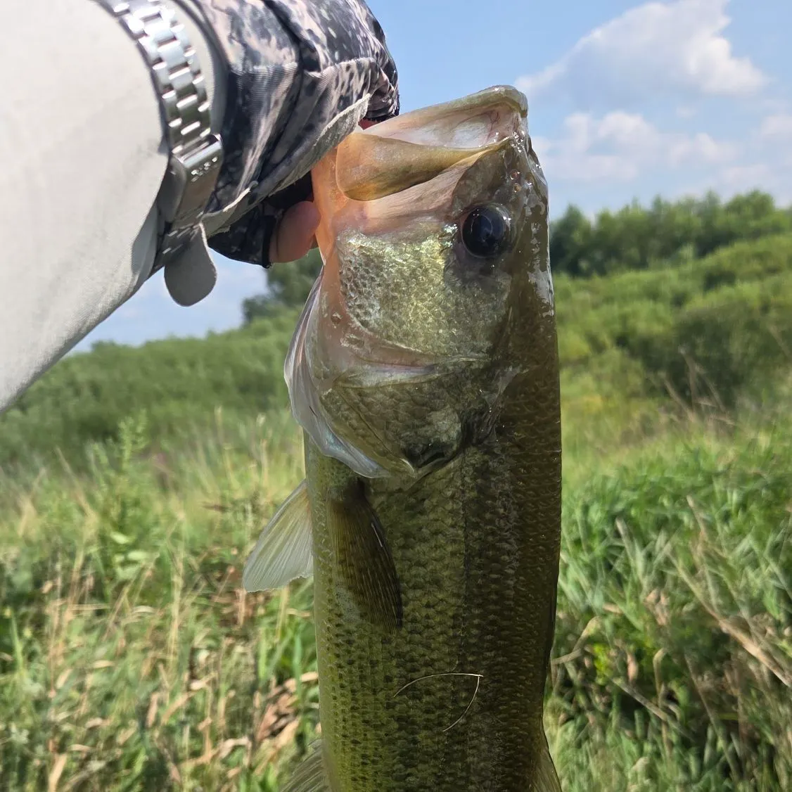 Largemouth bass caught on Fishbrain