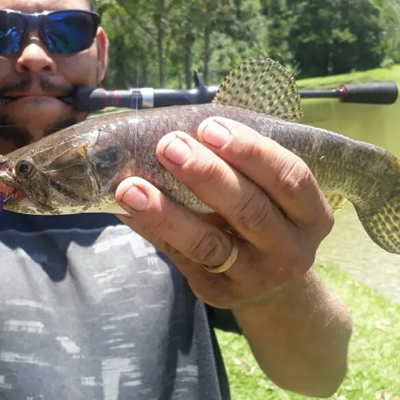 angler catch