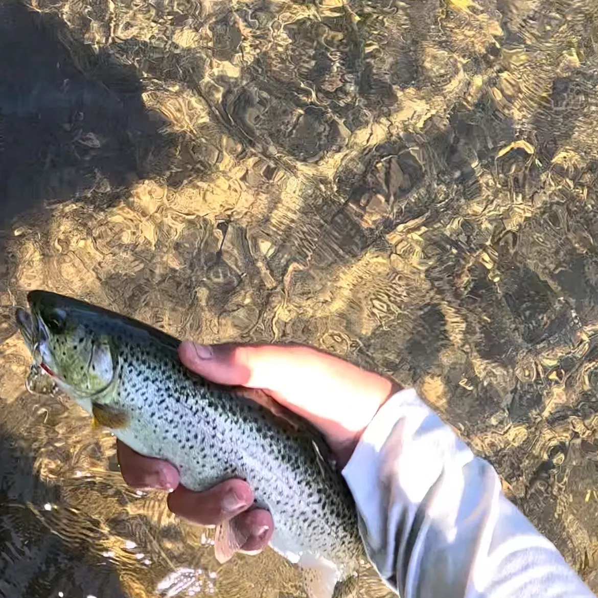 The most recent Coastal cutthroat trout catches on Fishbrain