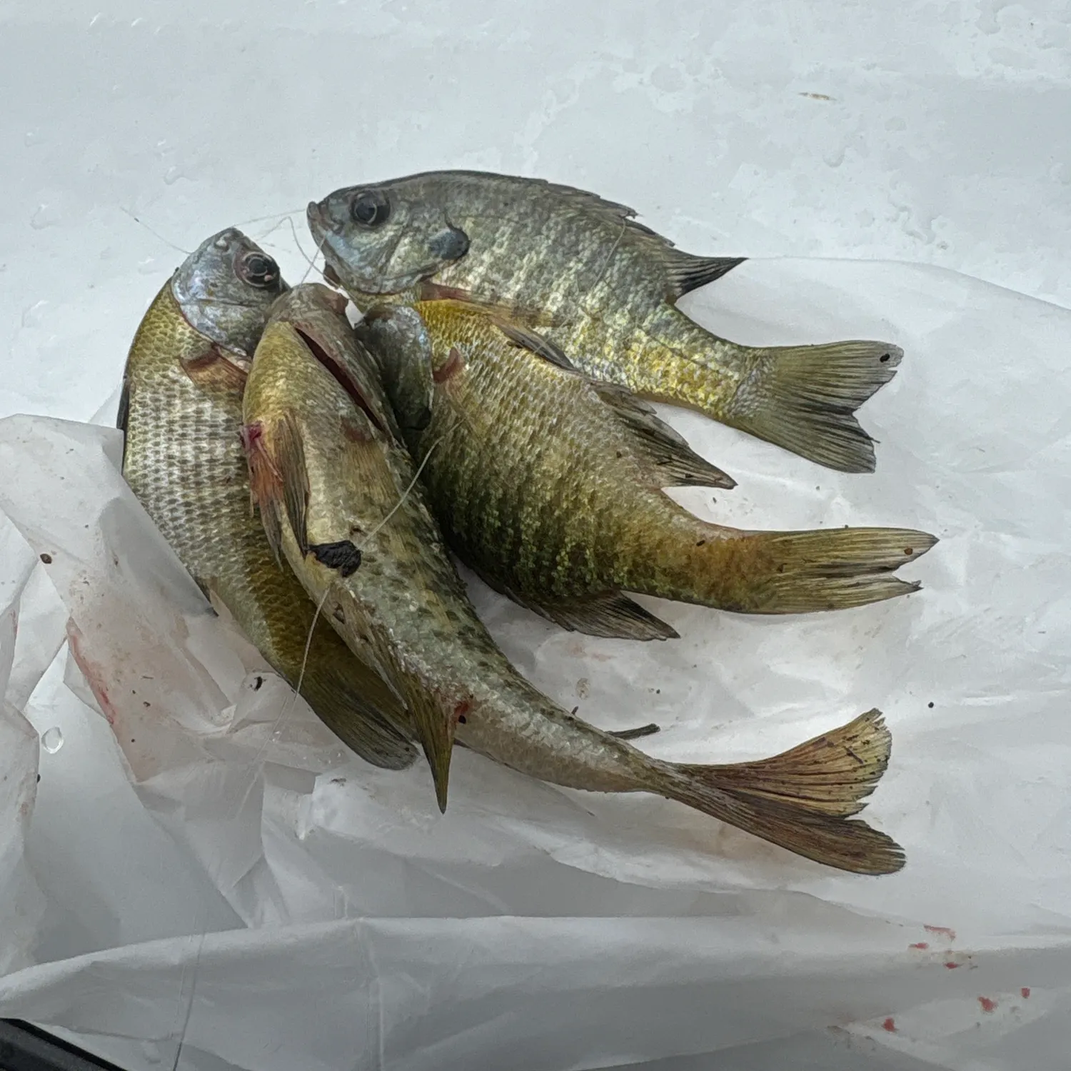 recently logged catches