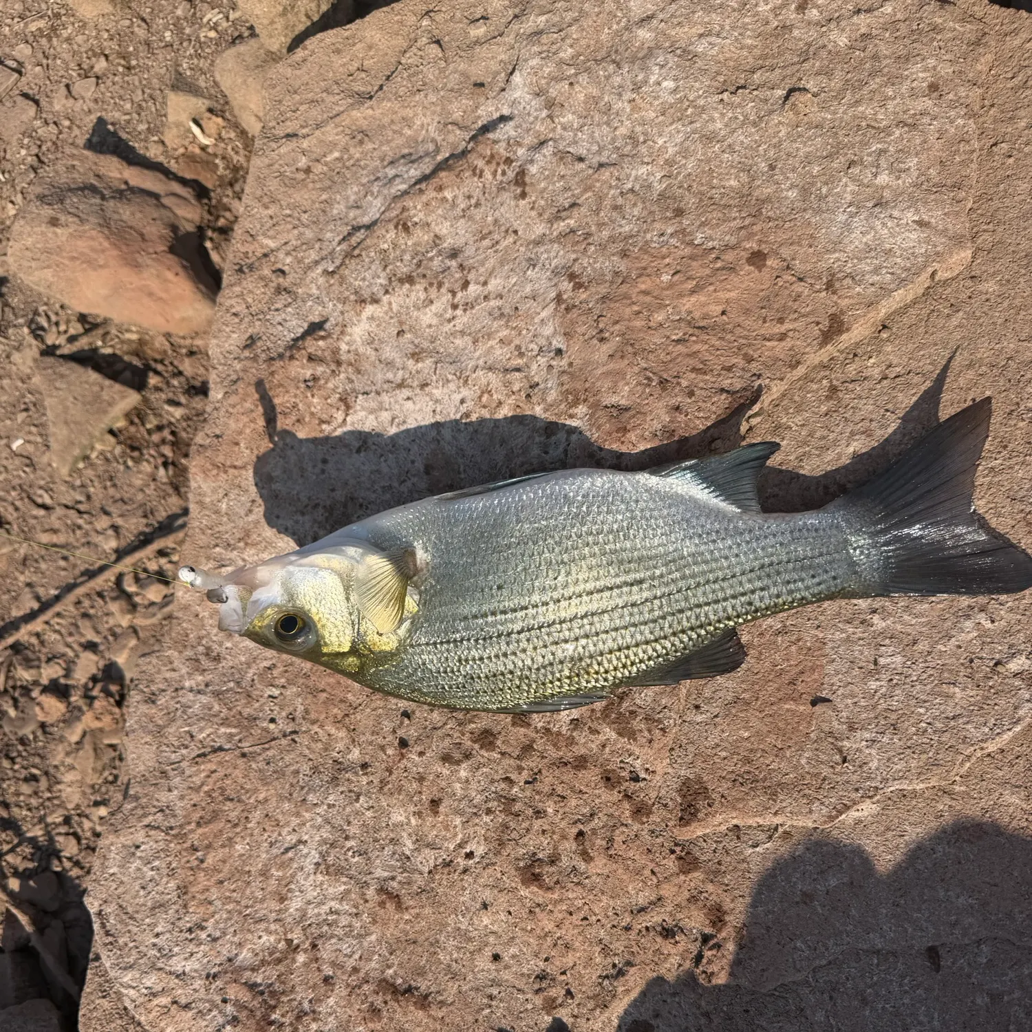 White bass caught on Fishbrain